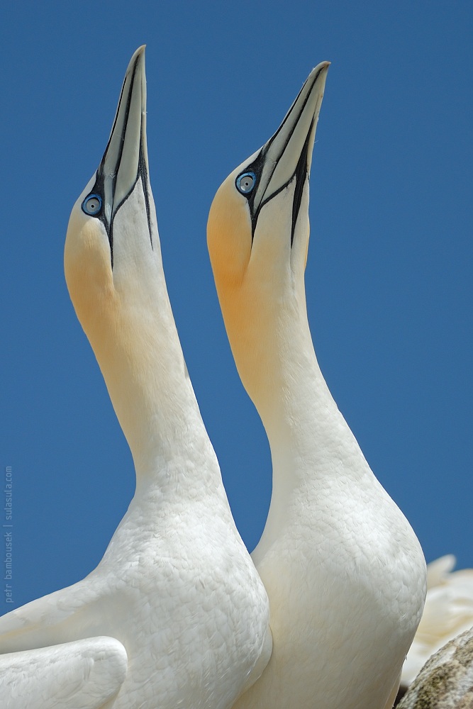 Pose of Love | Nothern Gannet