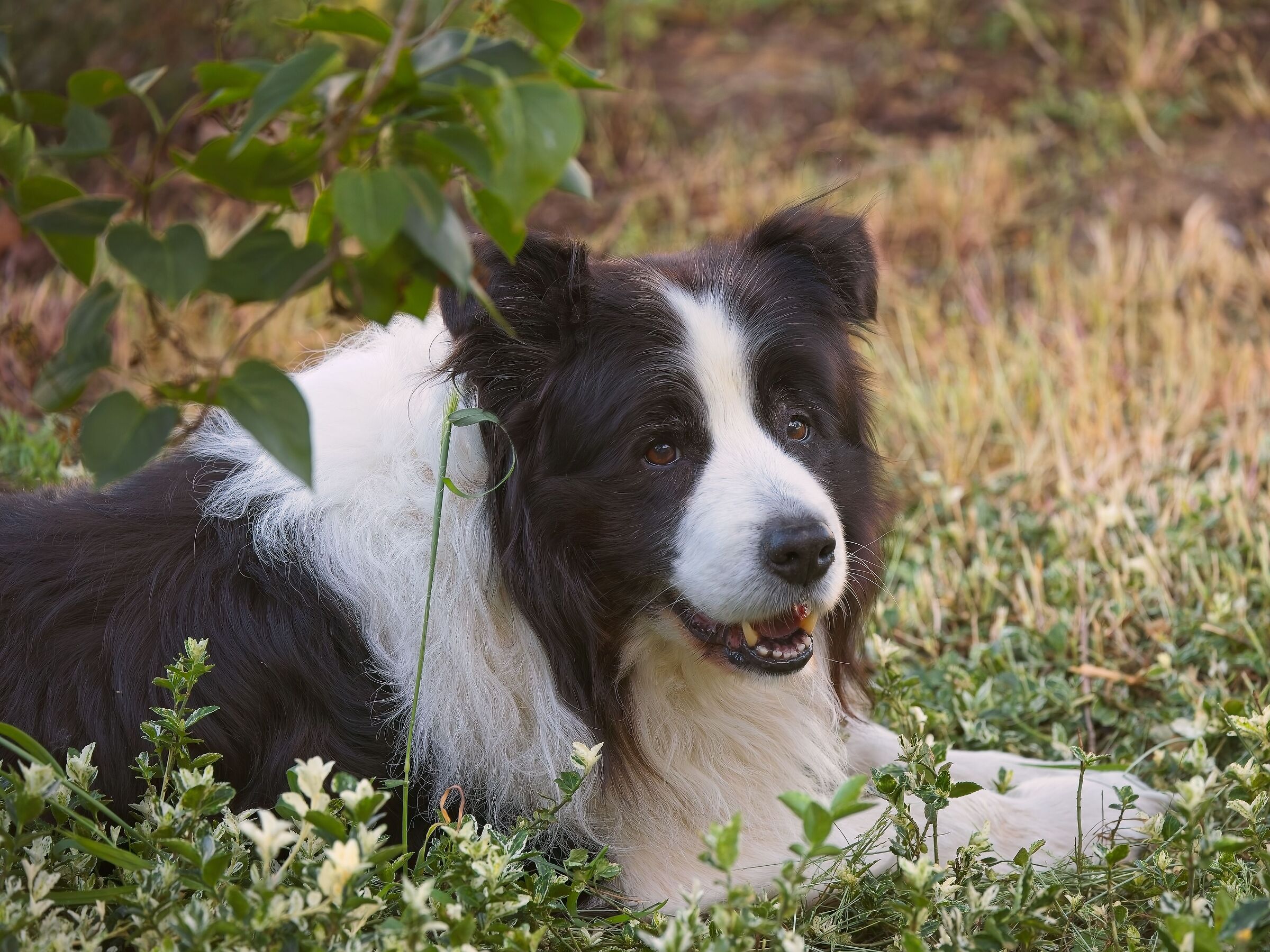 My buddy enjoying his garden!
