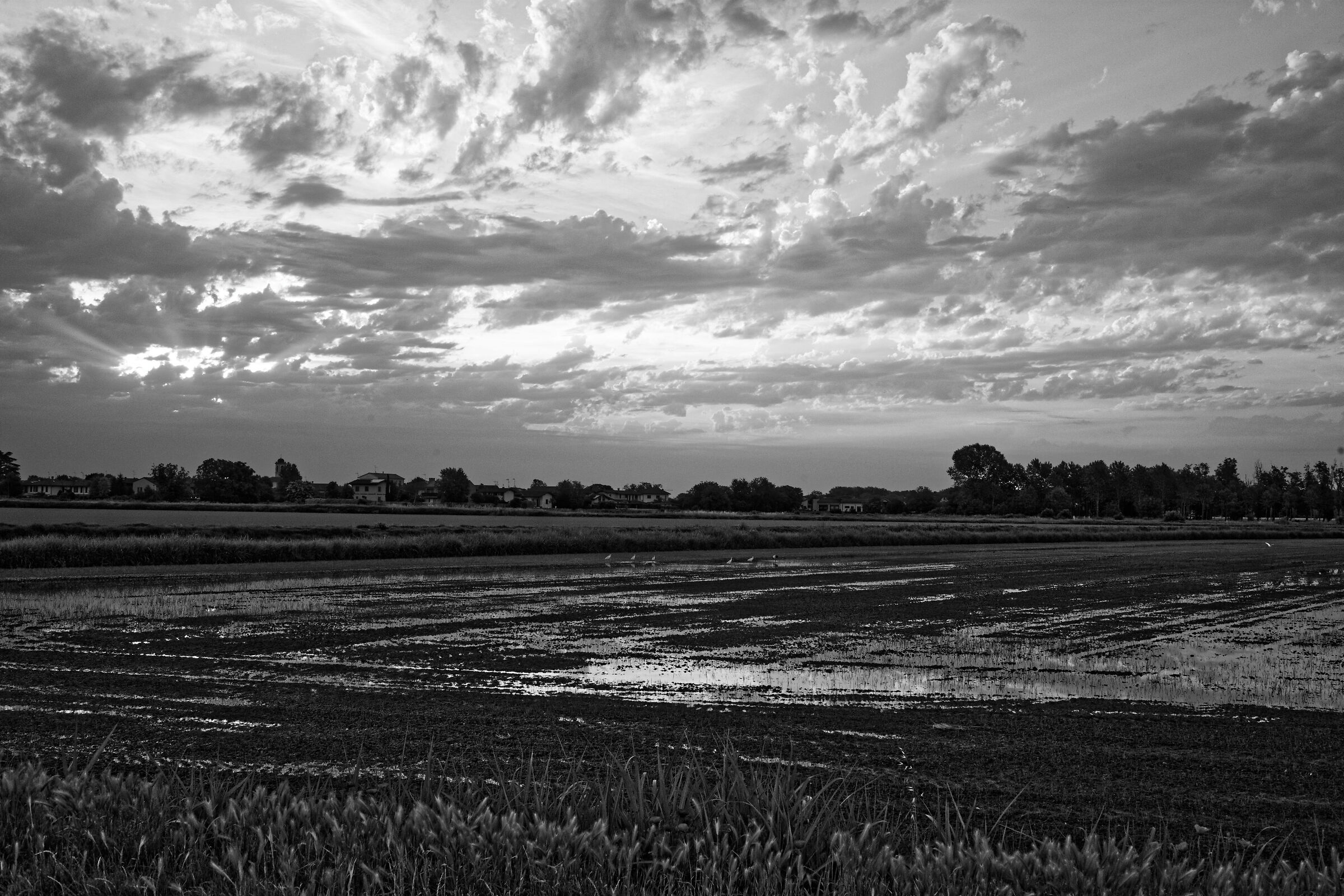 Risaie all'alba