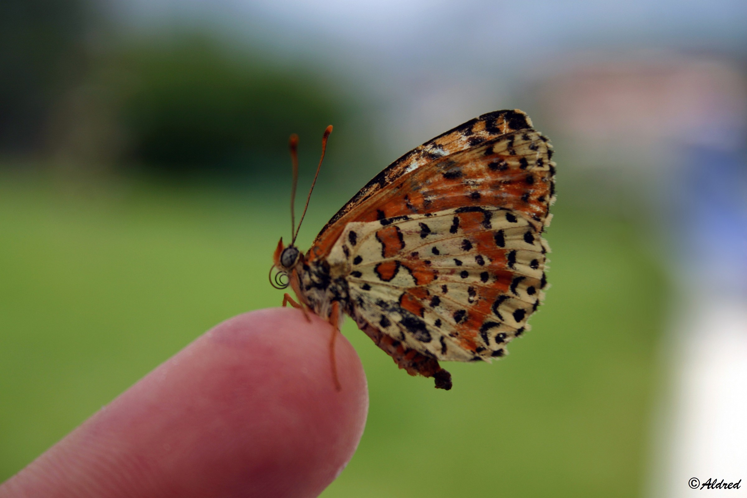 Melitaea didyma on the finger of Rachel