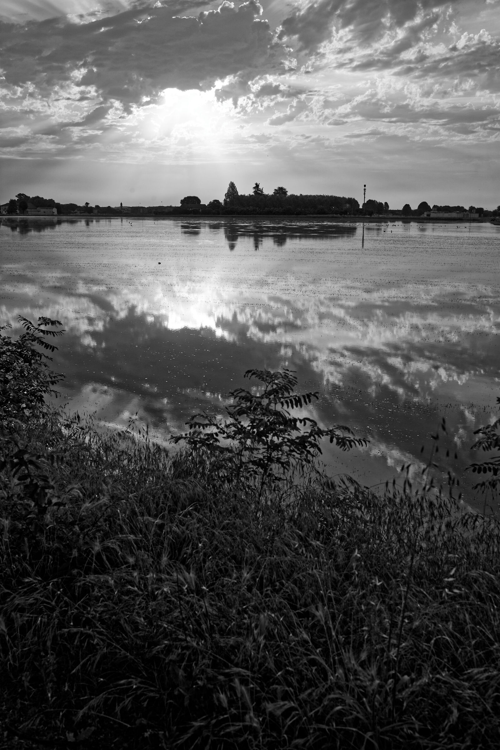 Rice paddies at sunrise