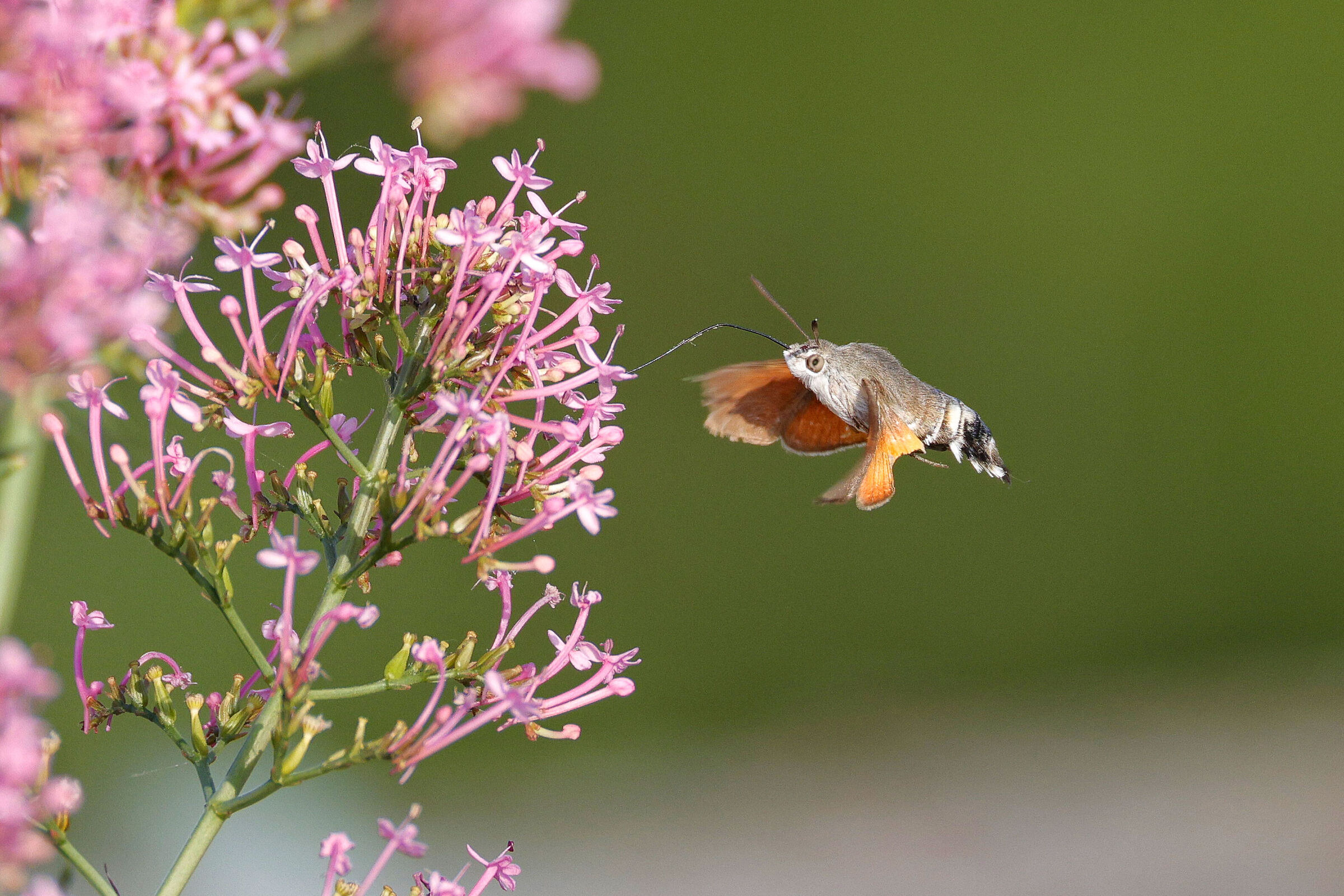 Galian sphinx (Macroglossum stellatarum)