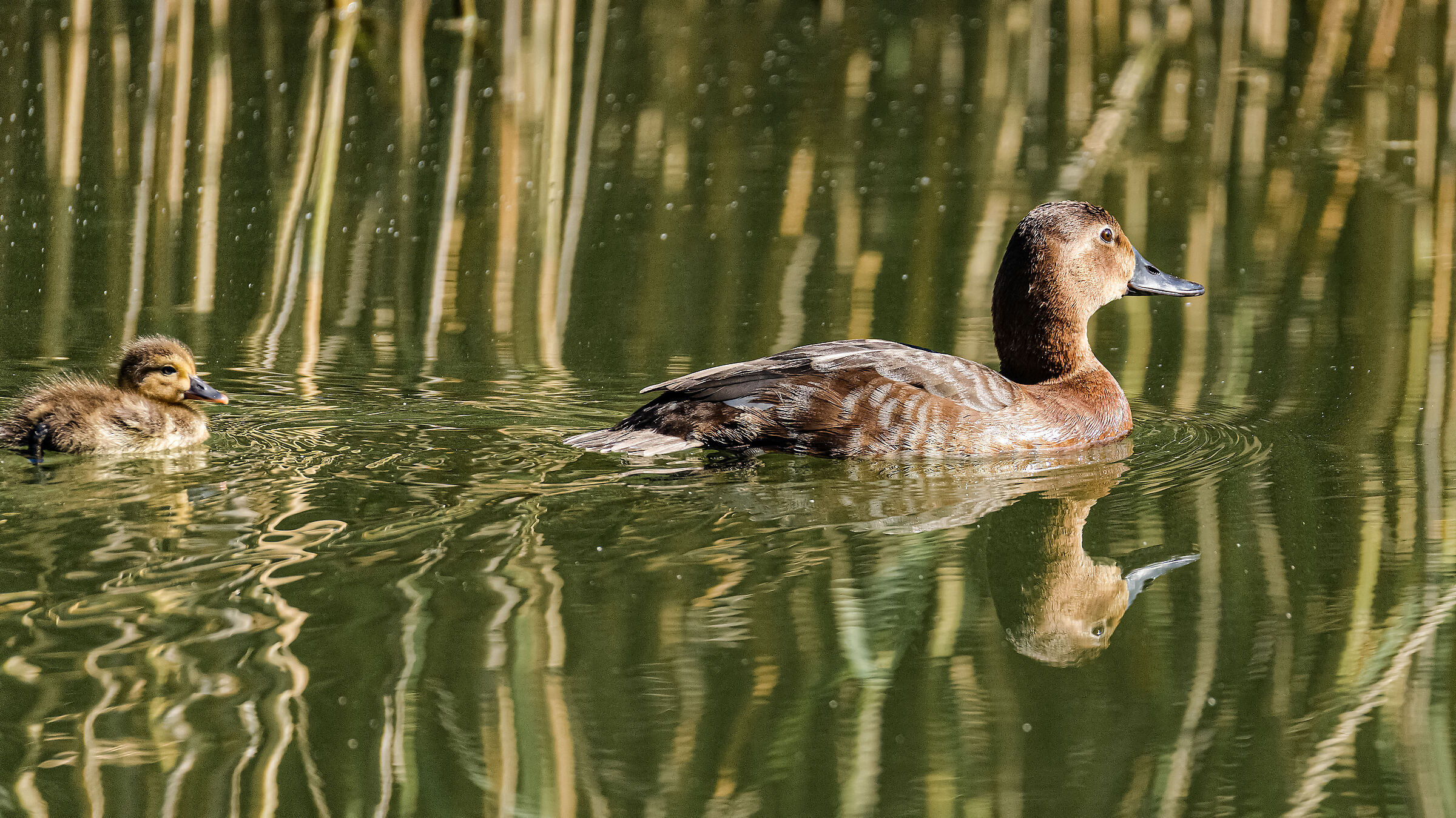 Pochard Female walking with the baby !!