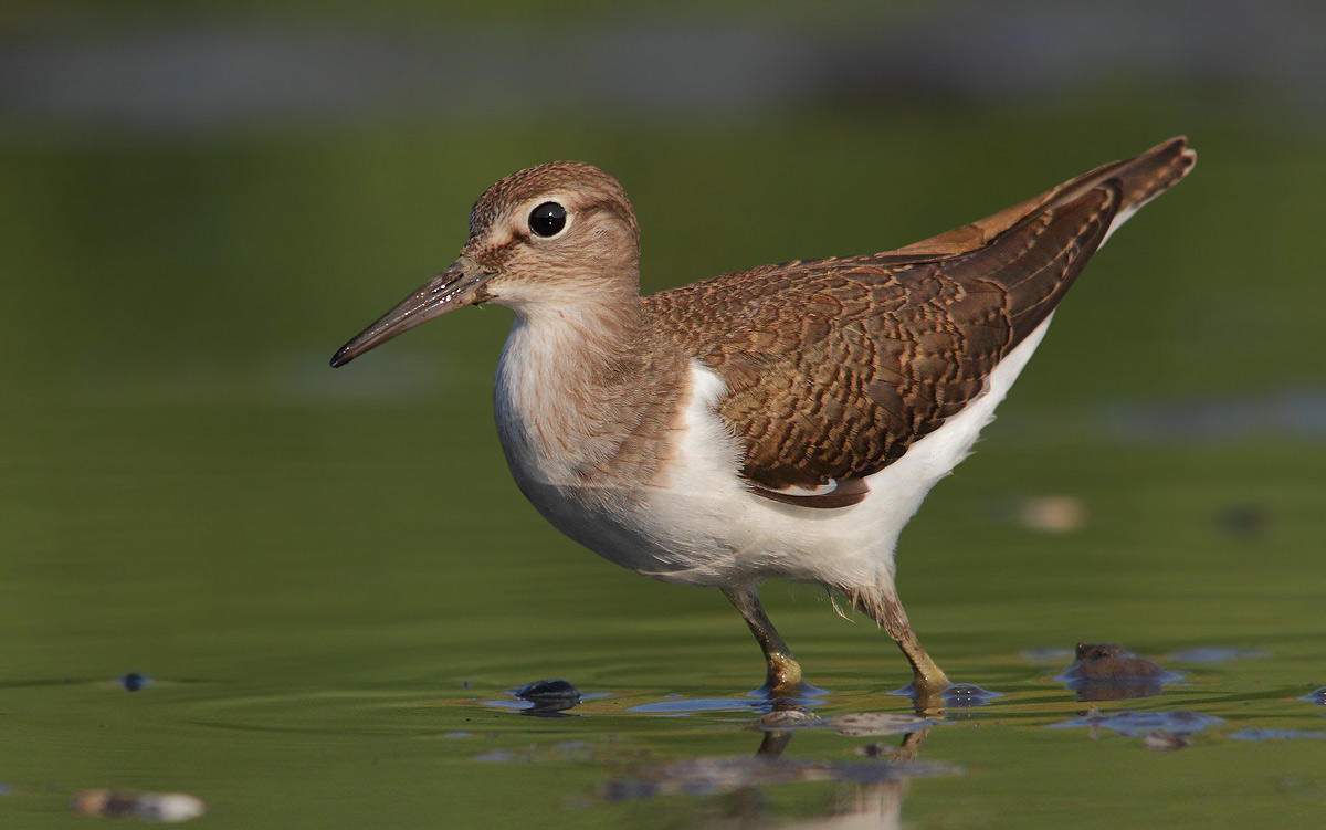 Common Sandpiper