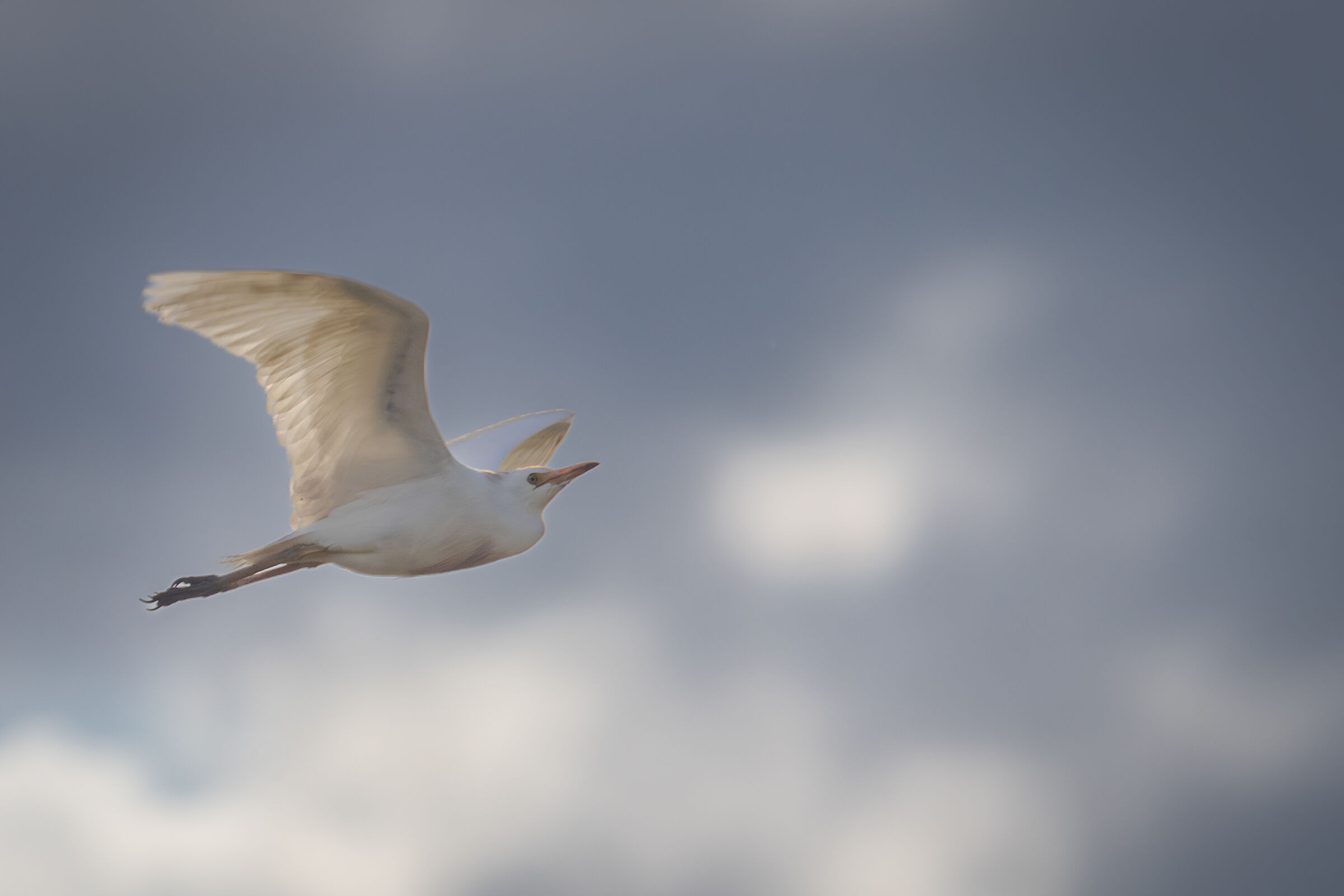 Cattle egrets in flight