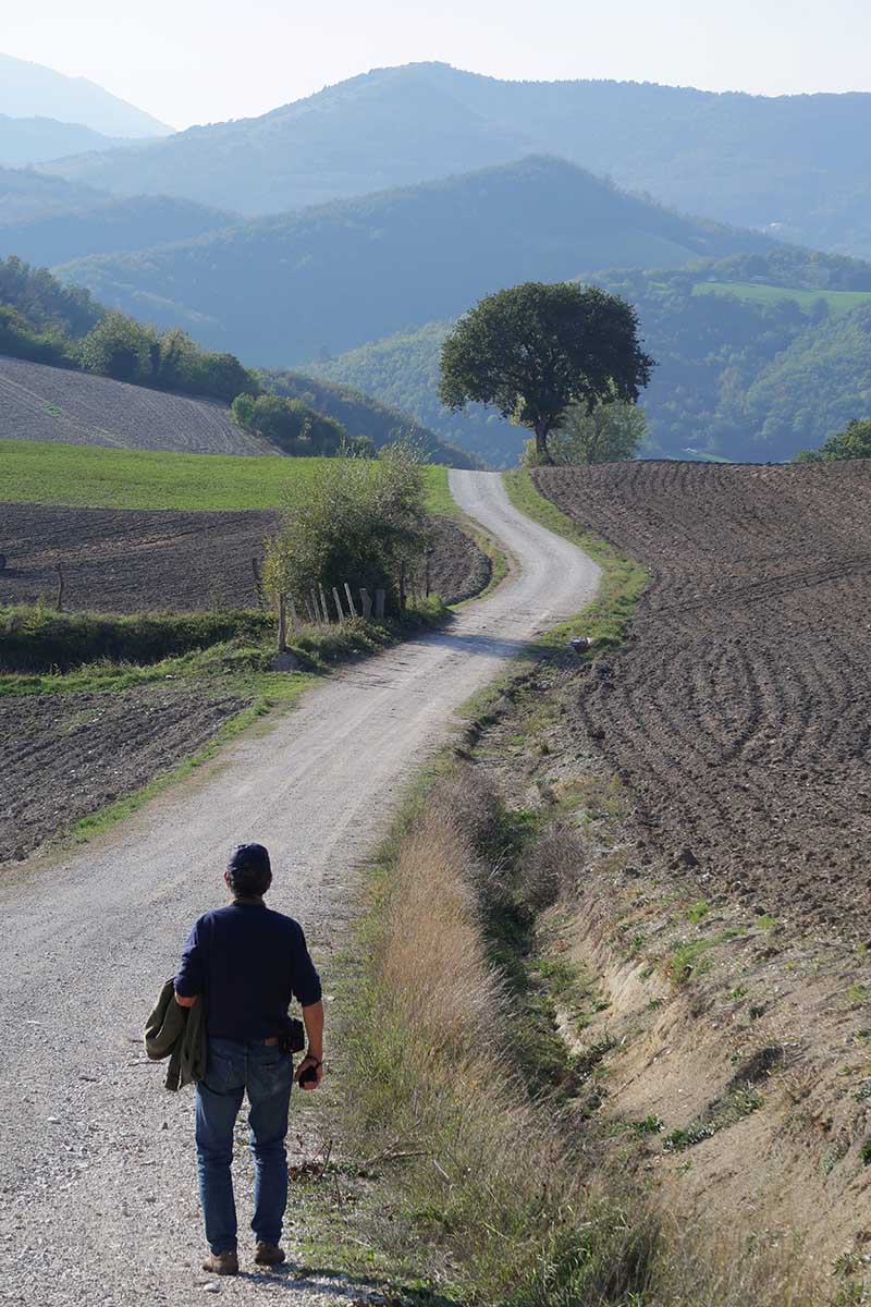 - Salitella imbiancata -