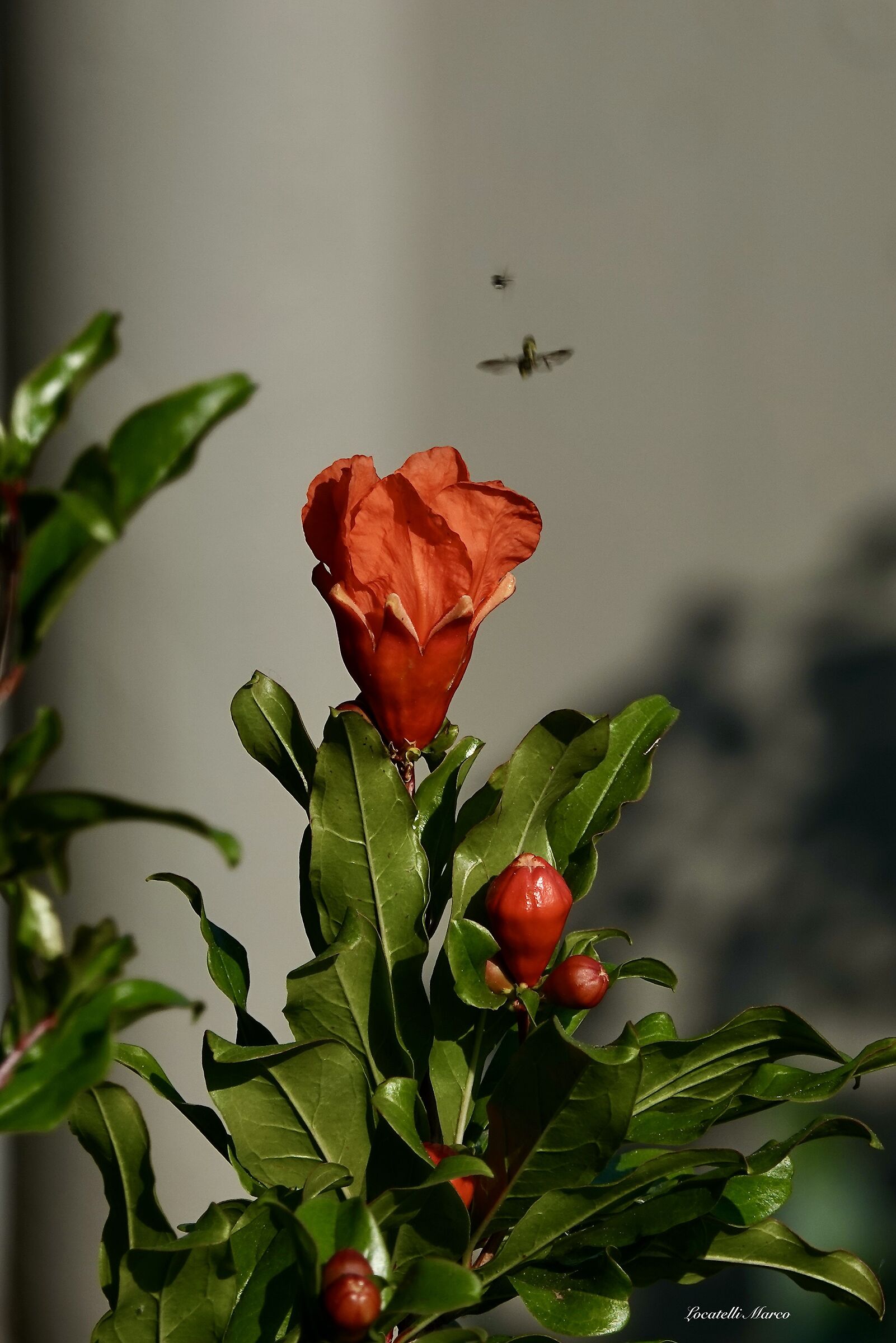 Pomegranate