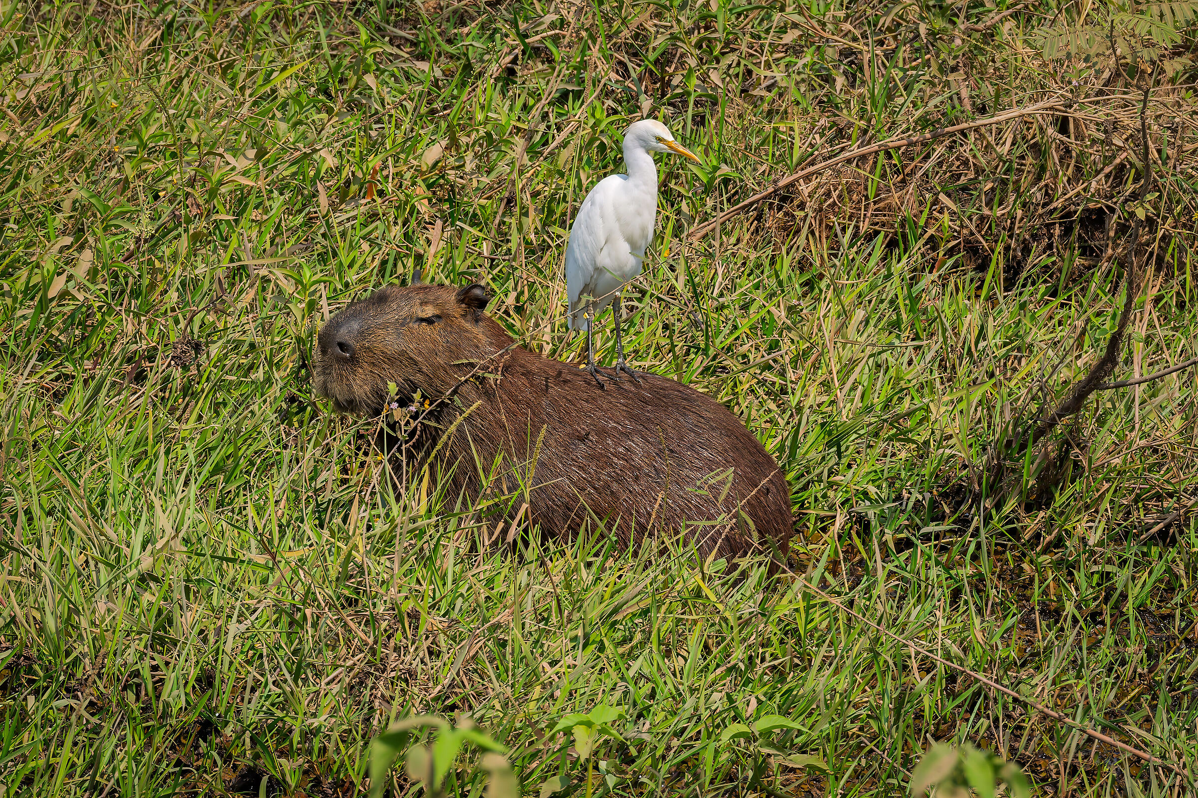 il capibara e l'ospite
