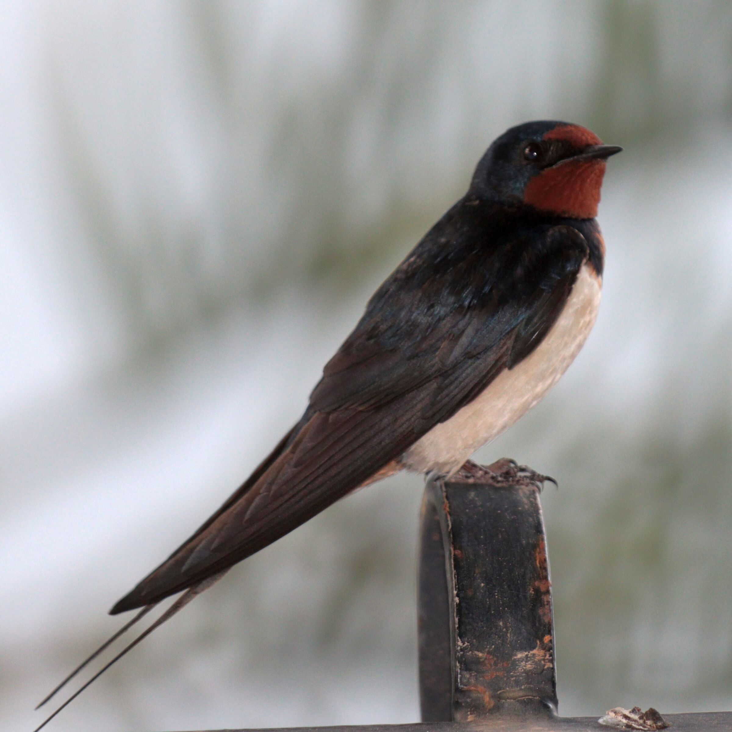 Swallow