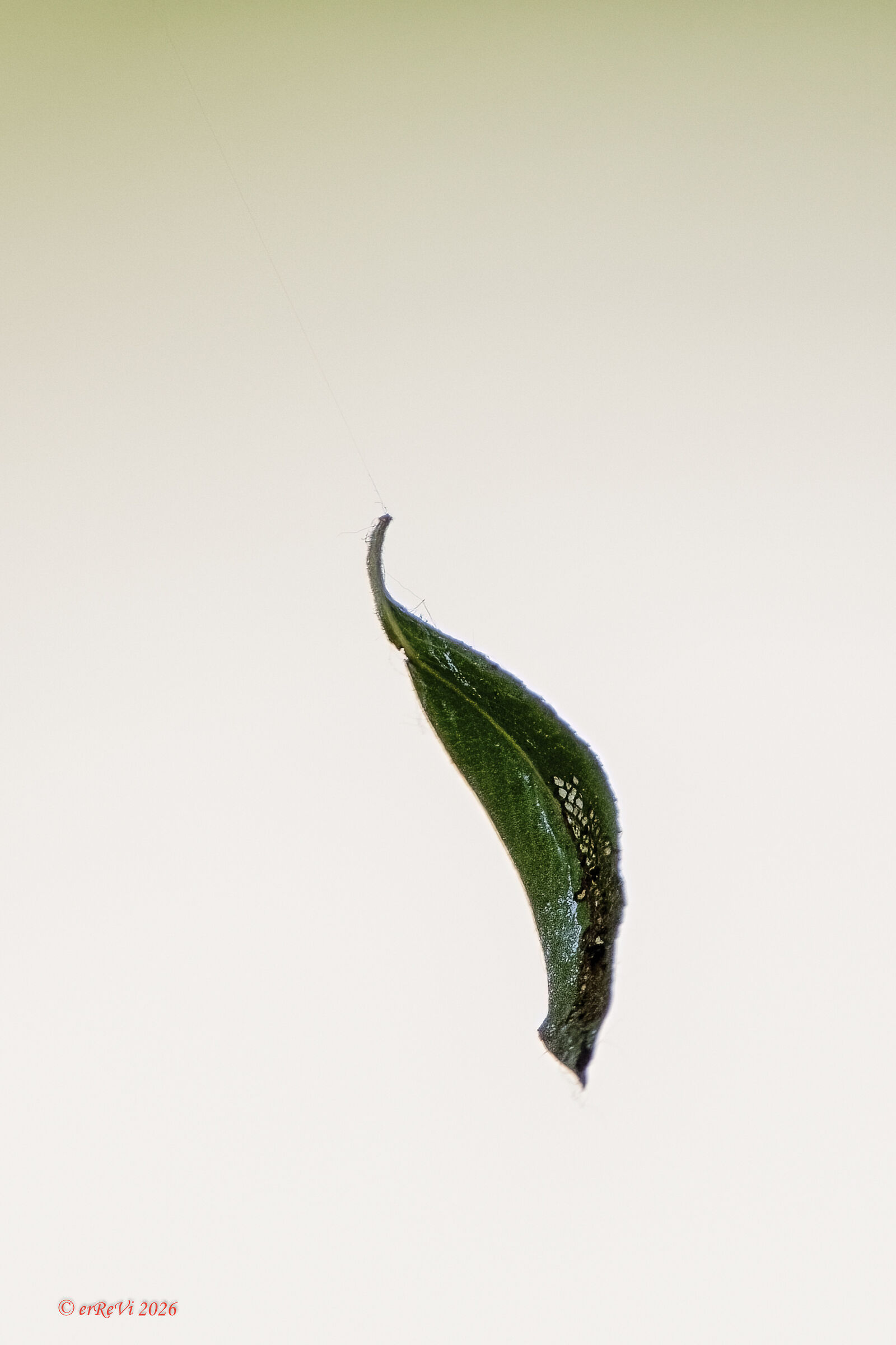 Imbrigliata nel vento