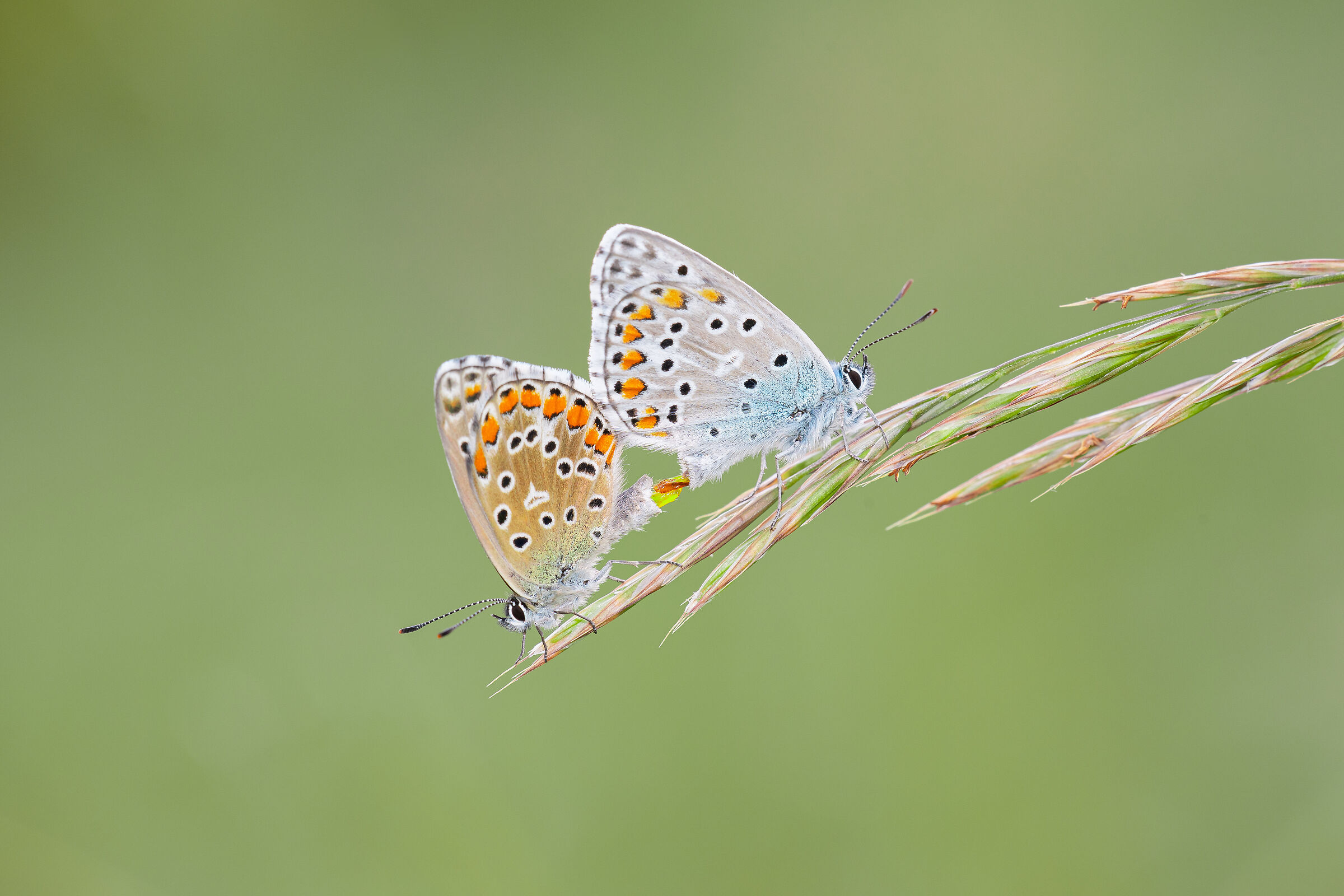 Sex in the grass (Polyommatus bellargus)