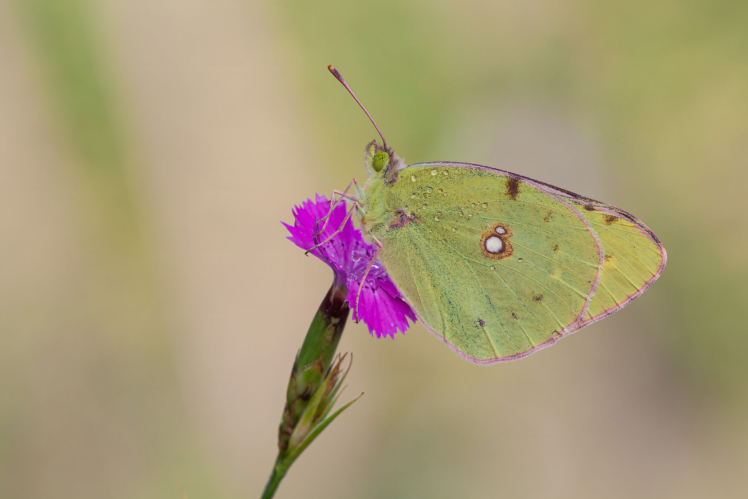 Colias crocea