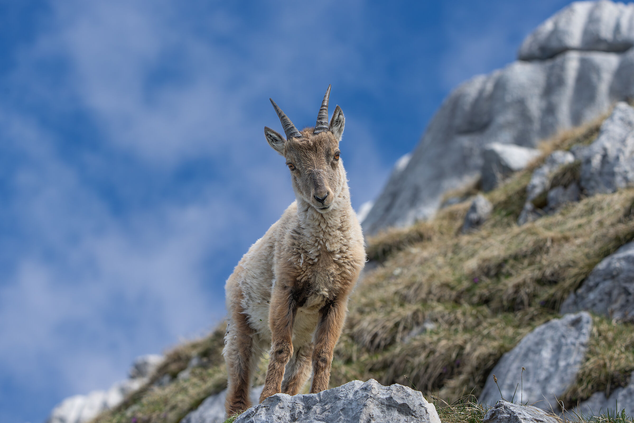 Young ibex above the Montasio plains