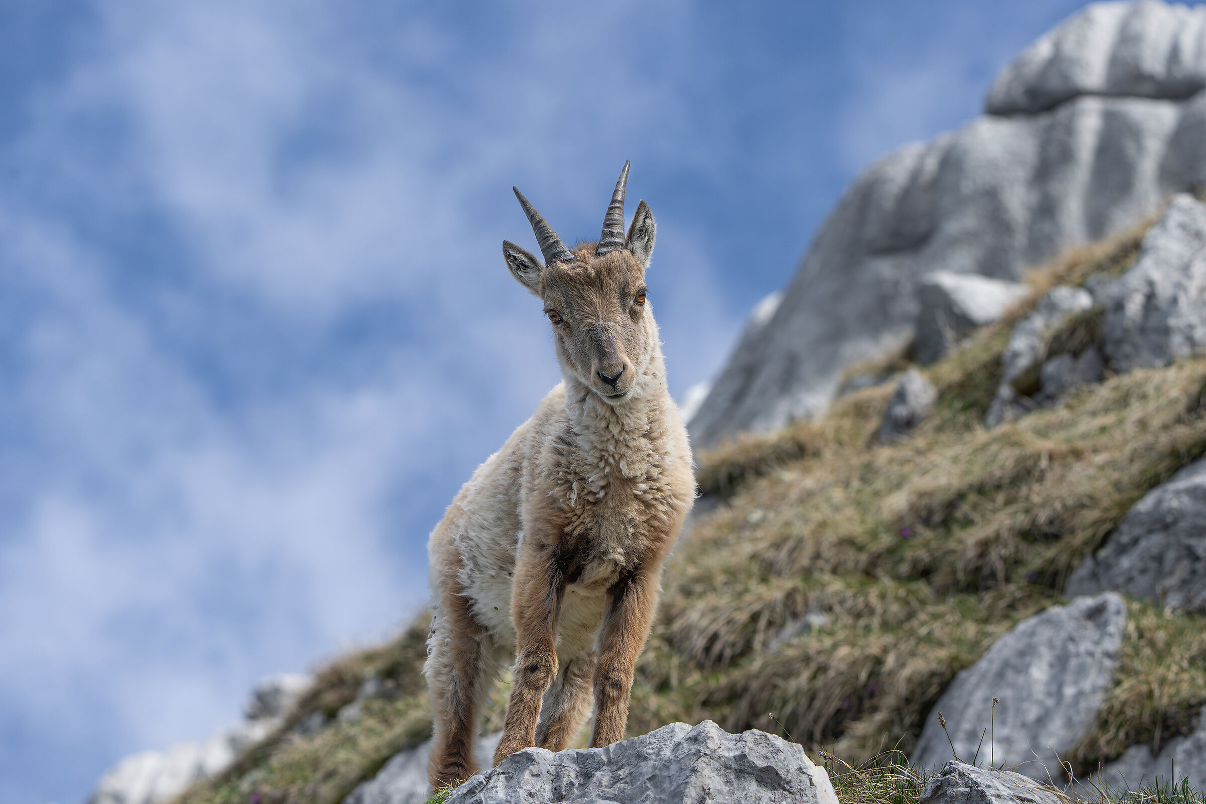 Giovane stambecco sopra i piani del Montasio