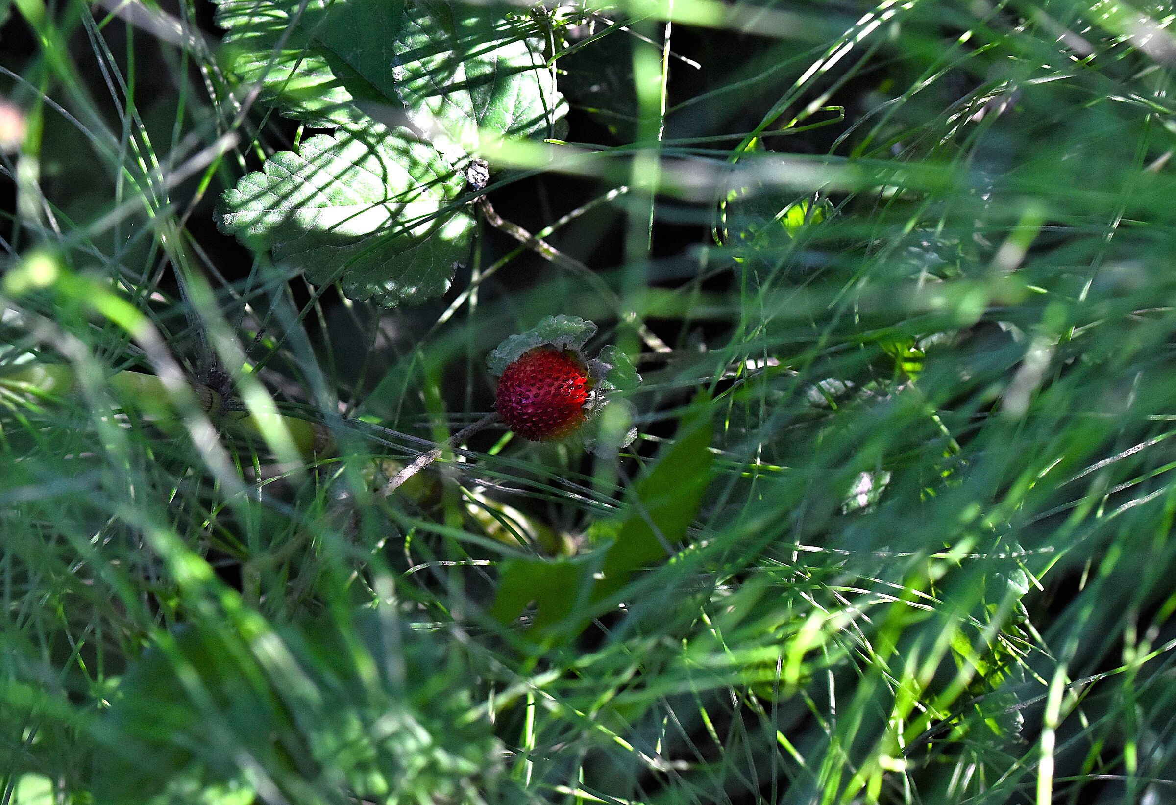 strawberry