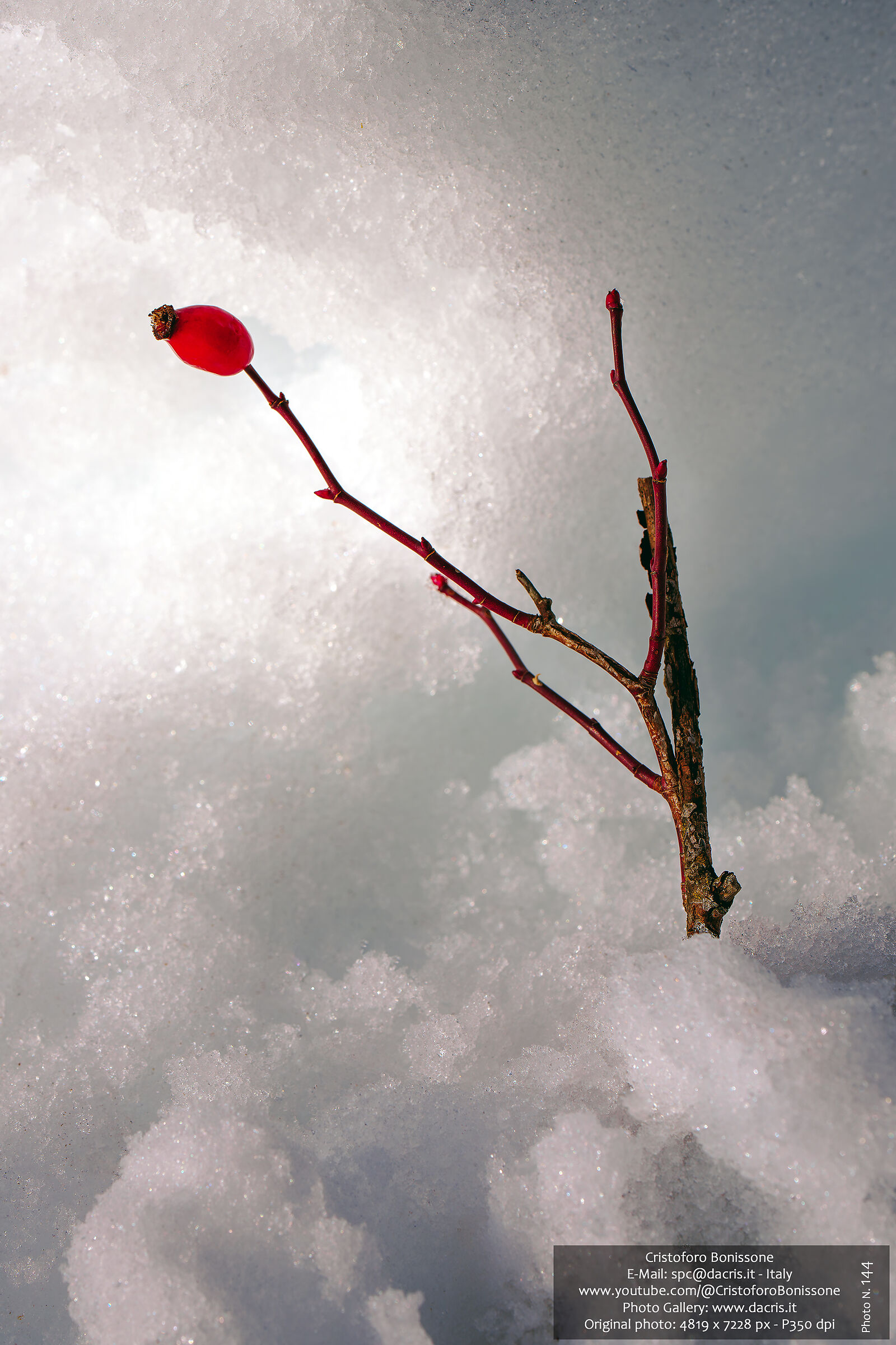 Red Gem - Photo 144