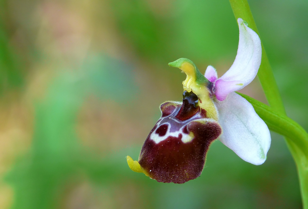Ophrys gracilis
