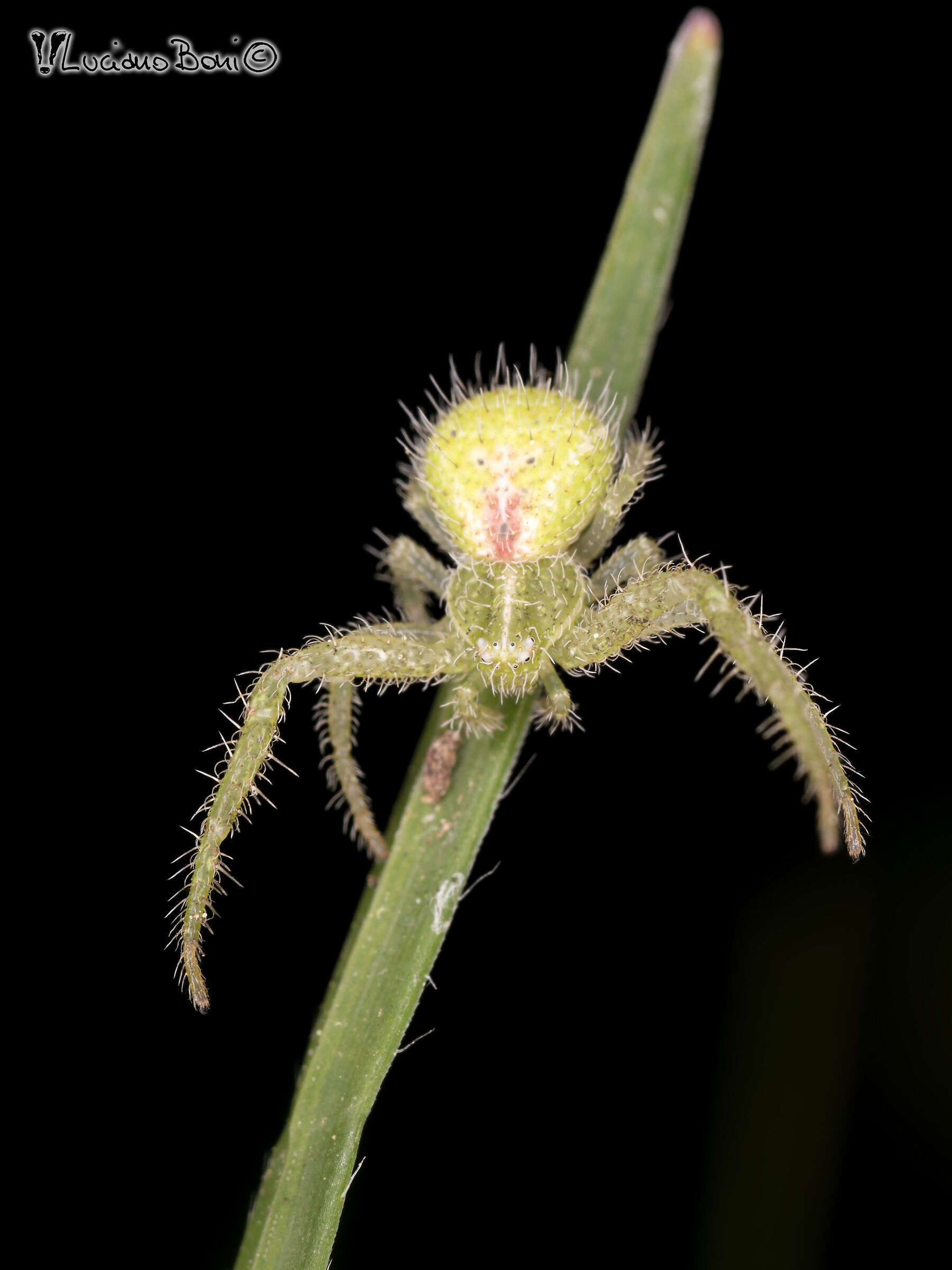 Heriaeus hirtus (perhaps)