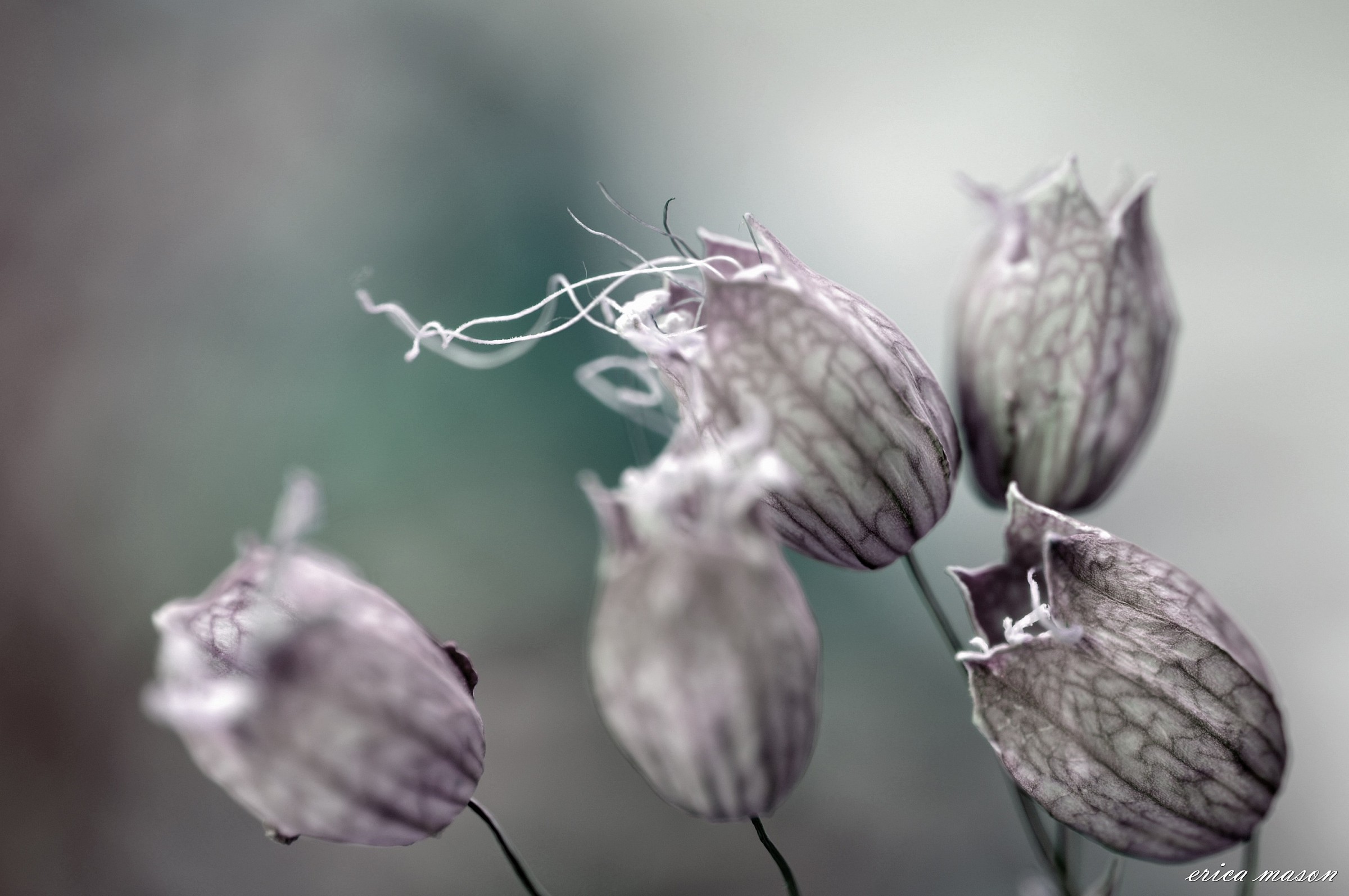 il vento sussurra.......