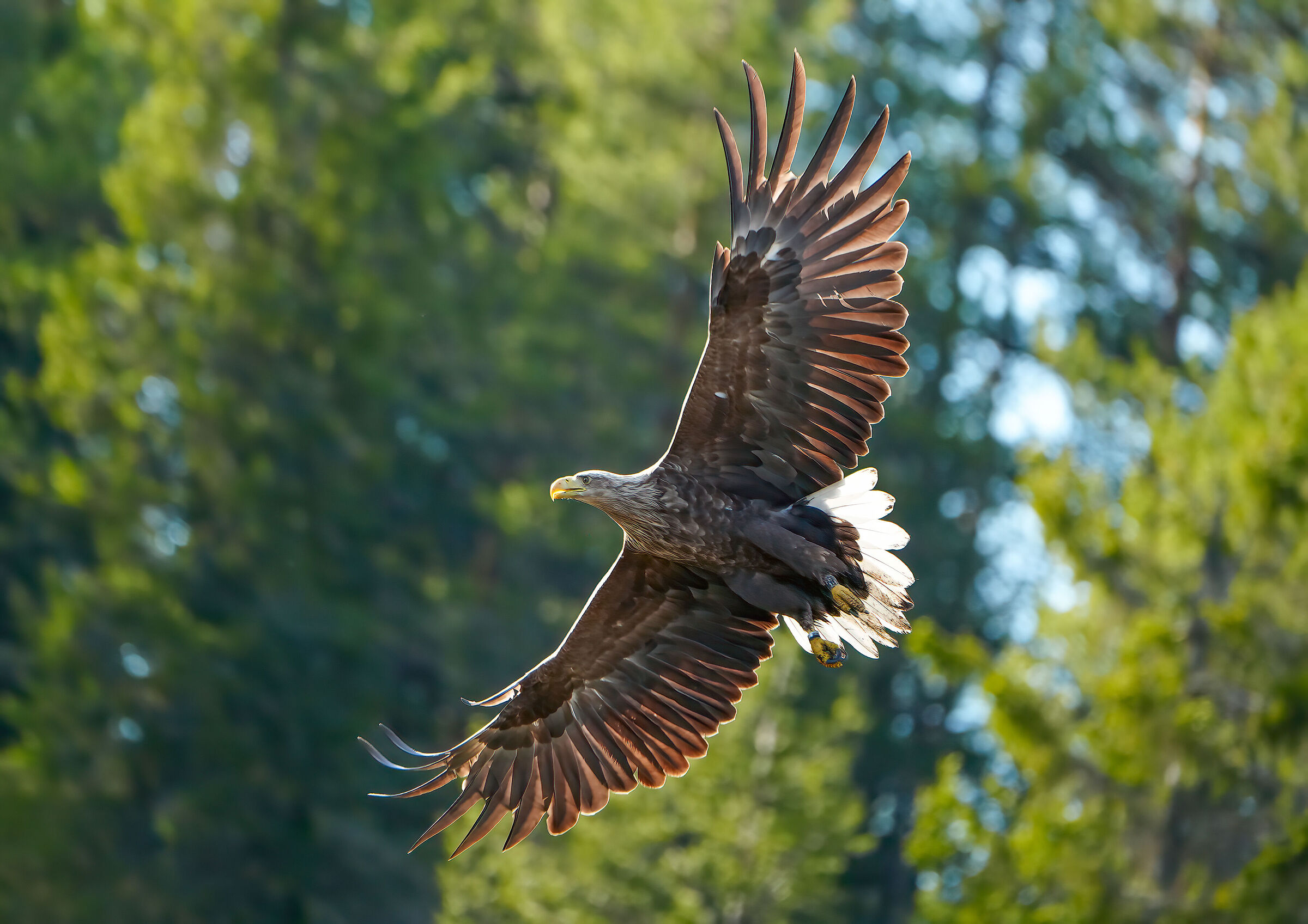 Aquila di mare