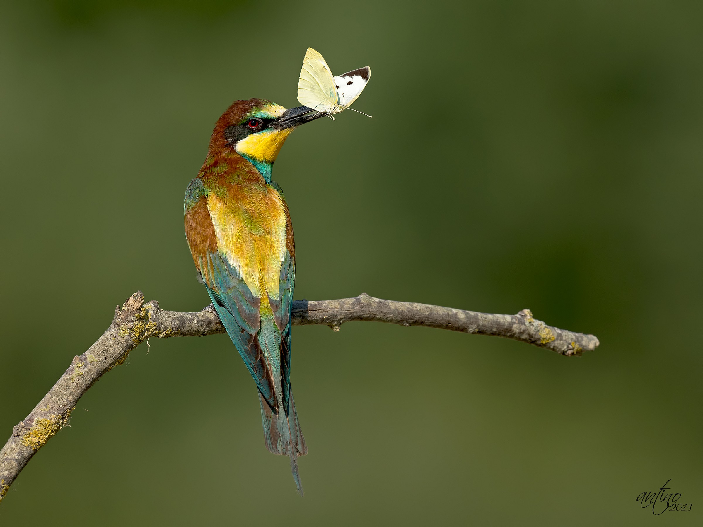 Other bee-eater