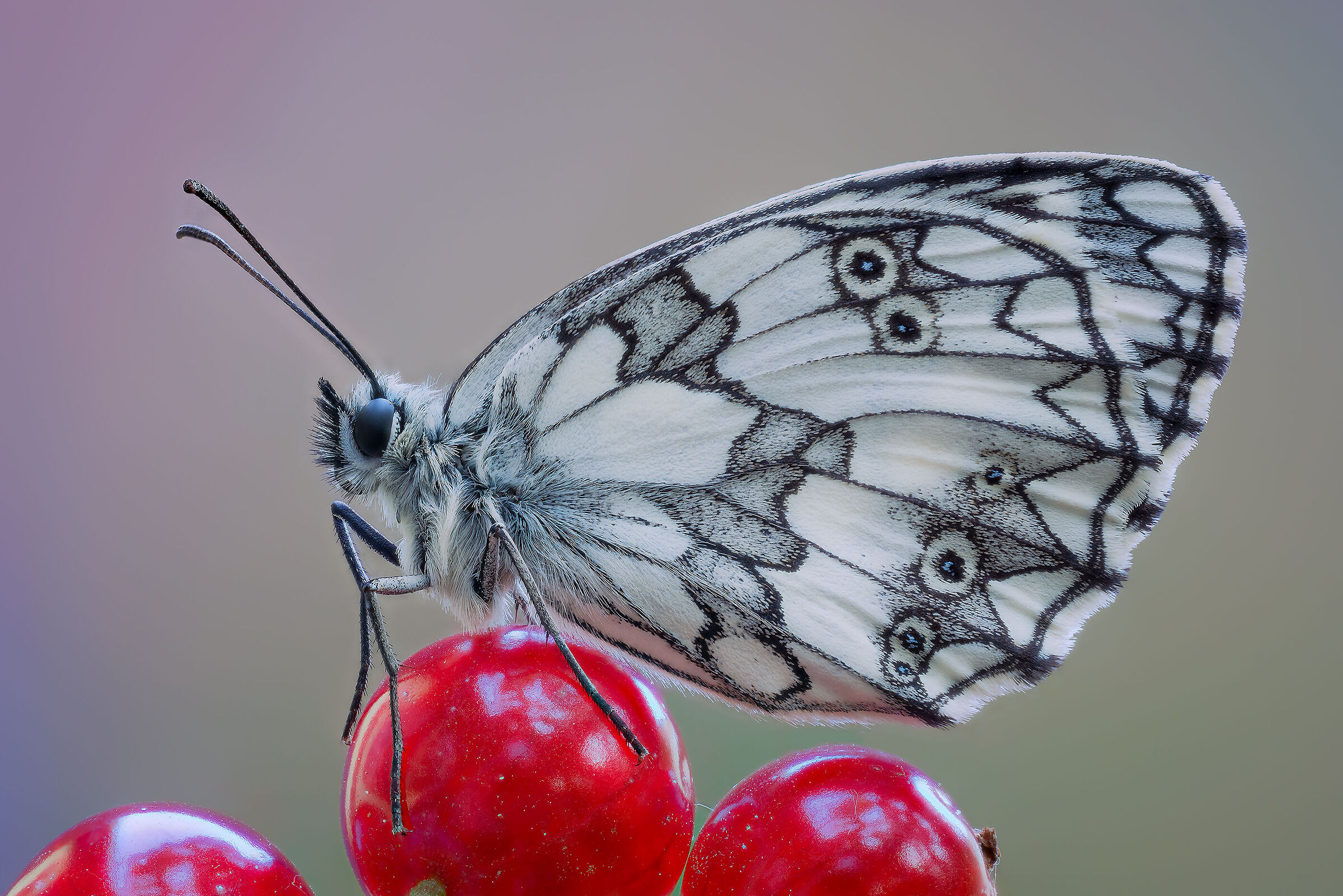 Currants