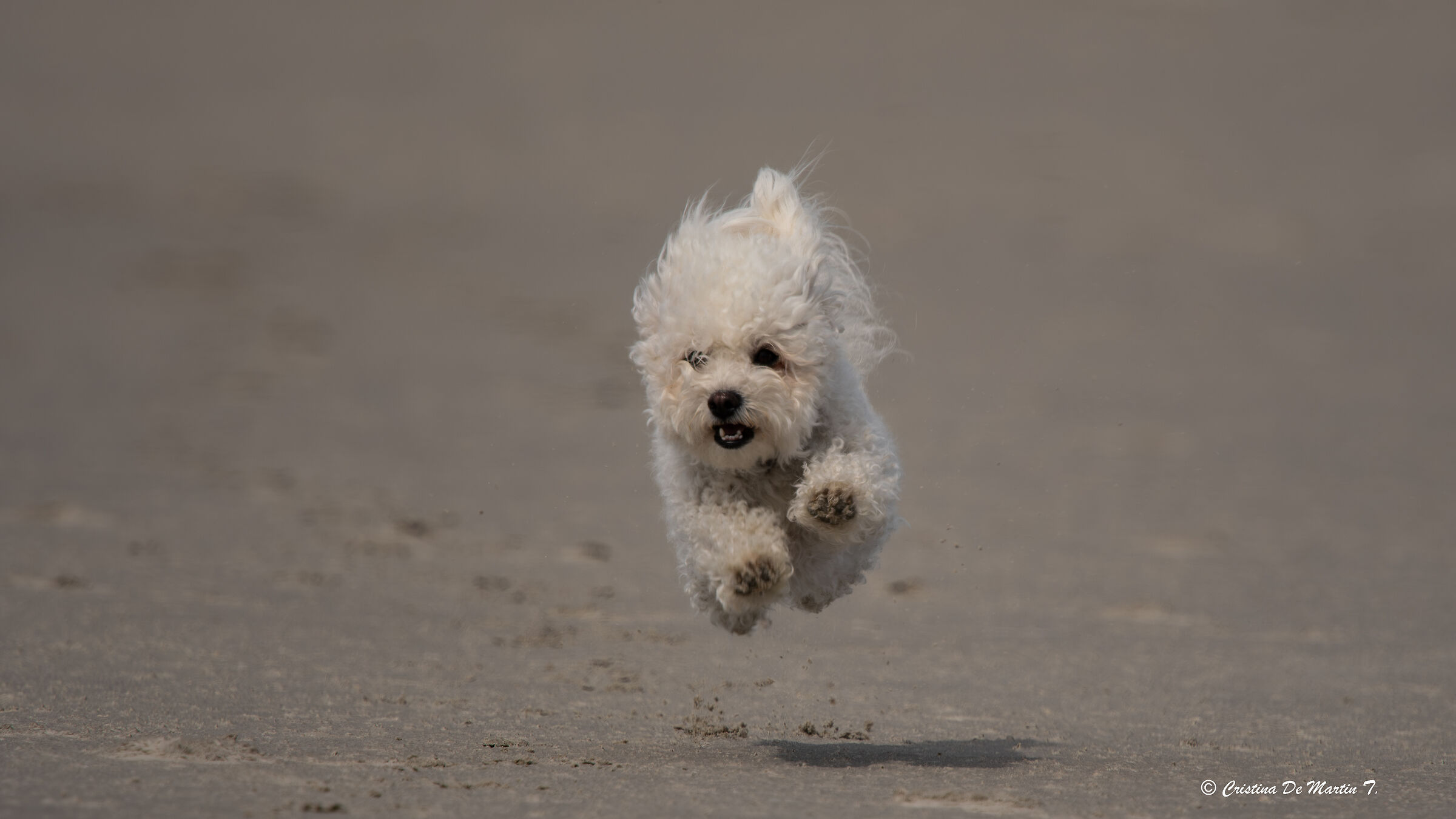 Speedy Leyla