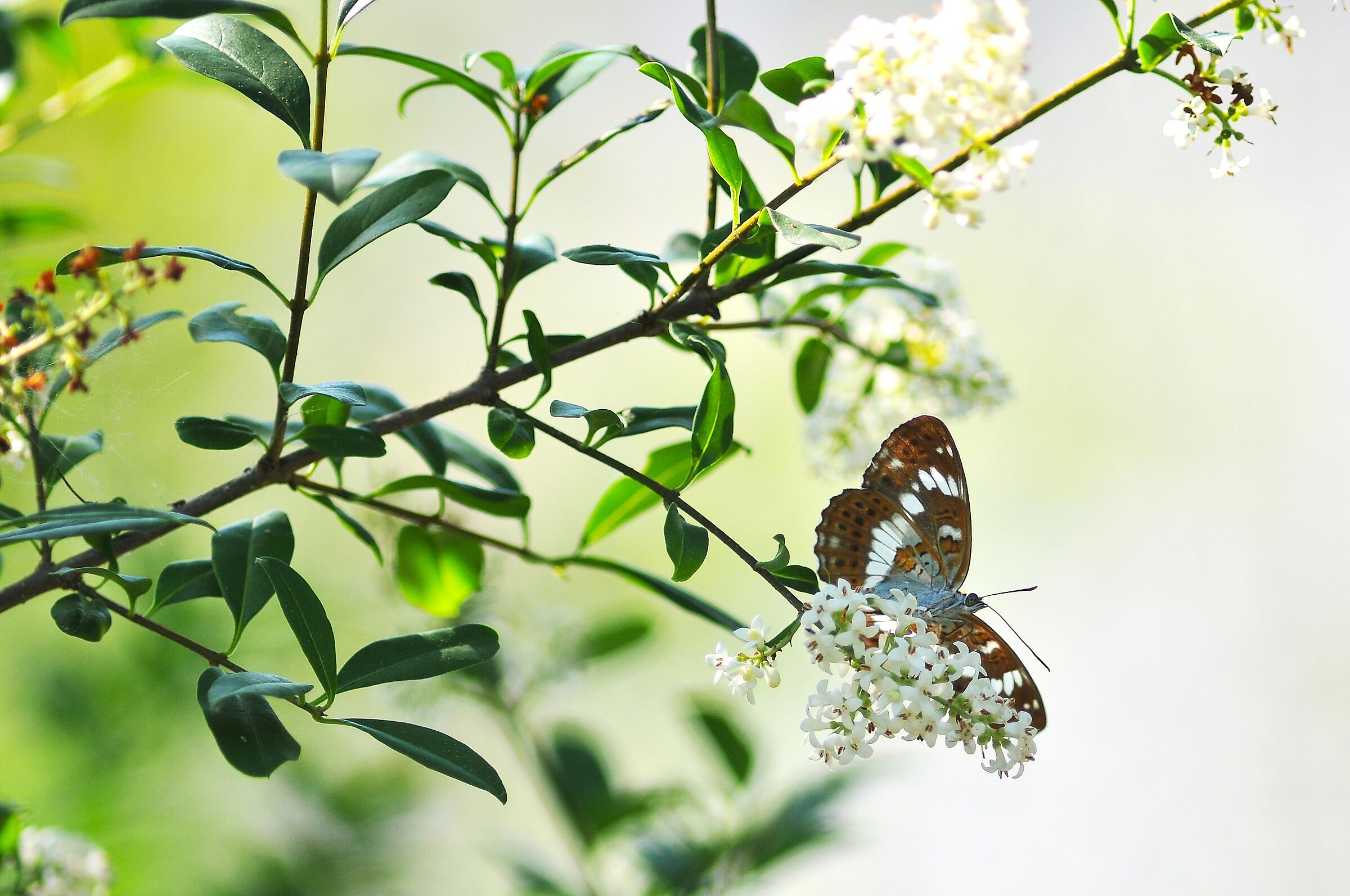 Limenitis camilla