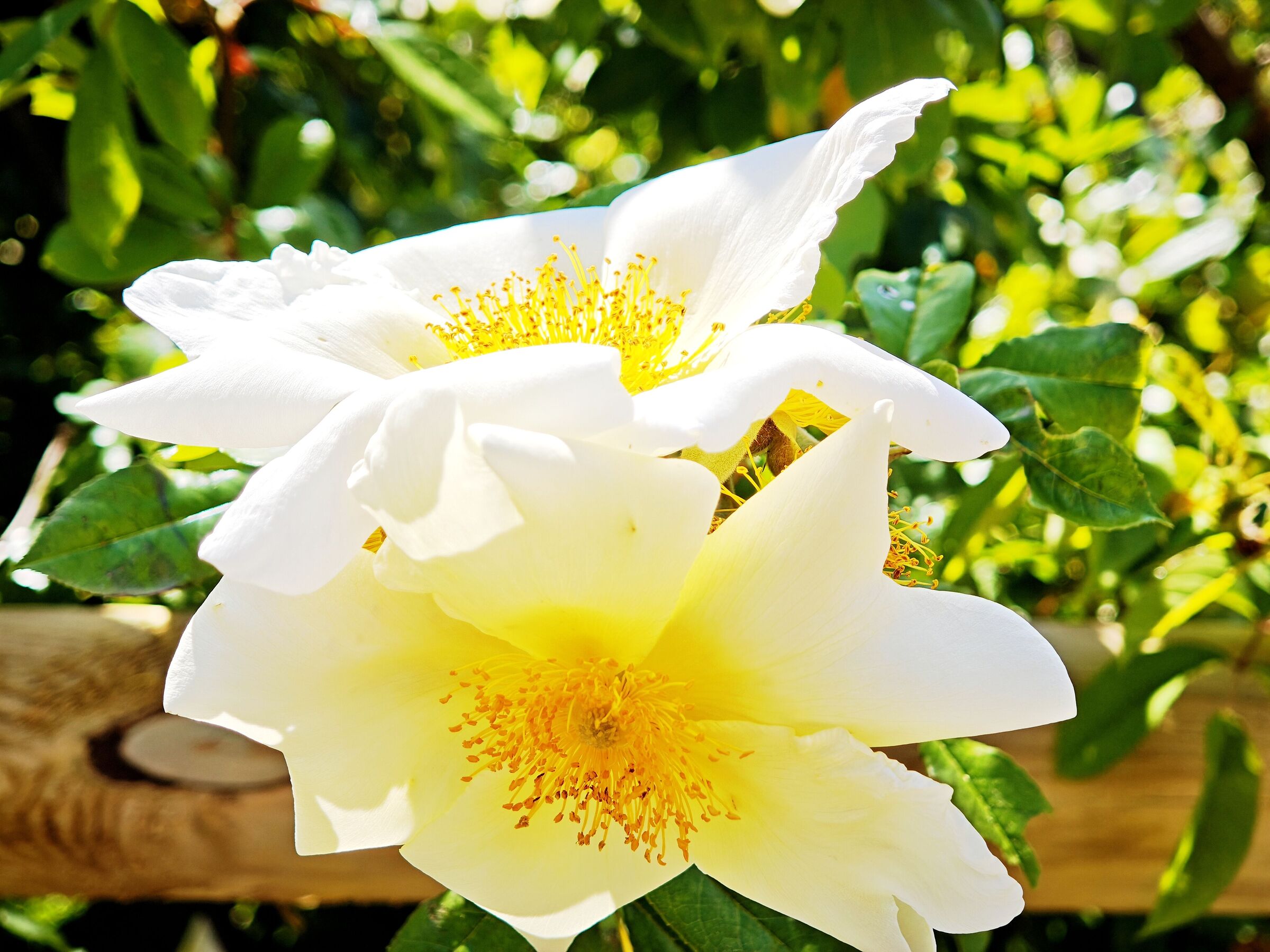 Rosa canina