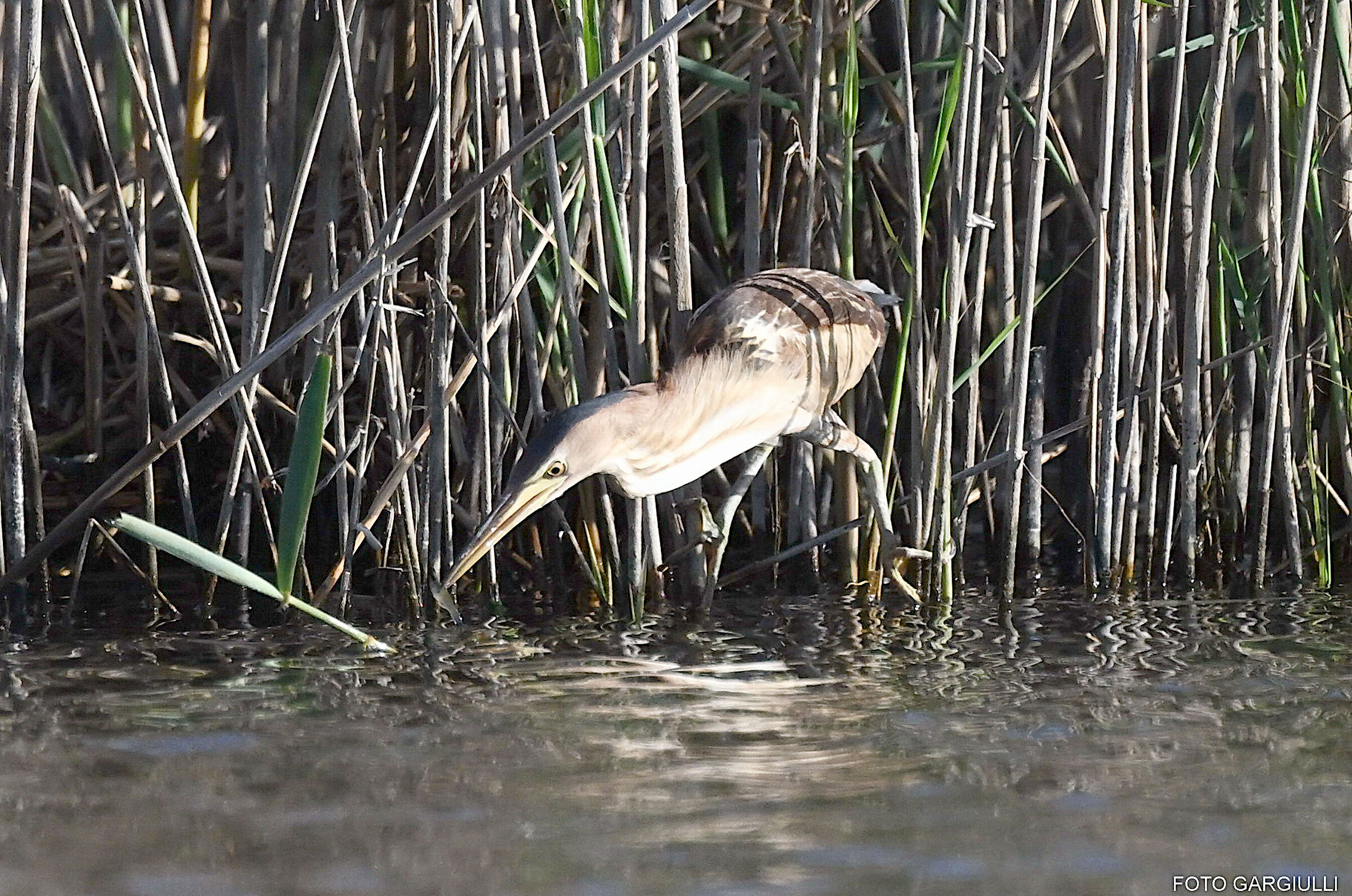 Little bittern with prey