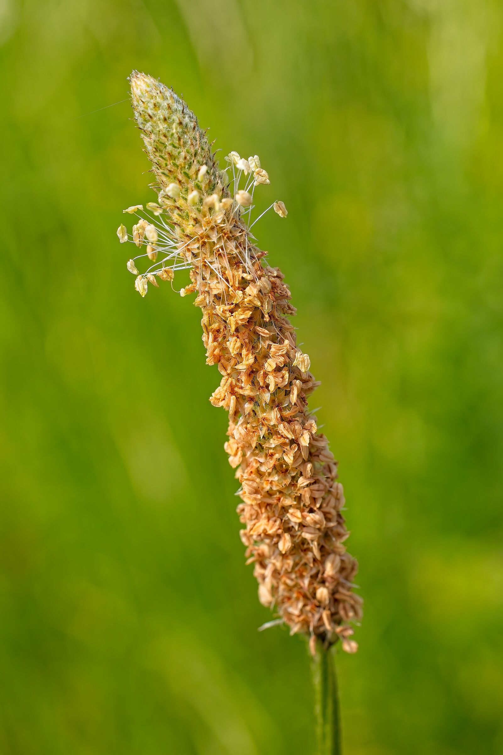 Plantago