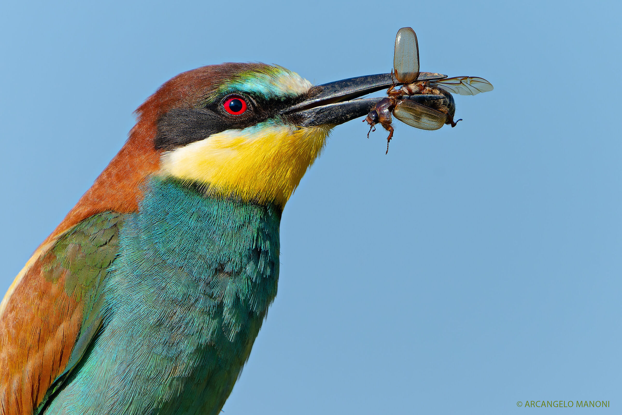The coveted prey