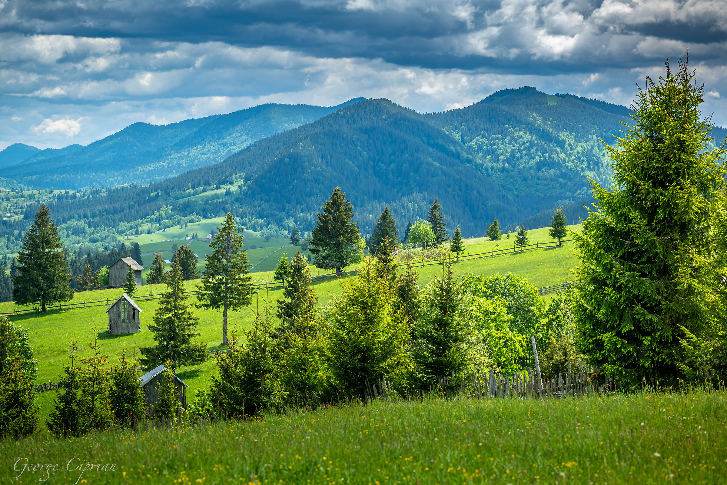 Green of May