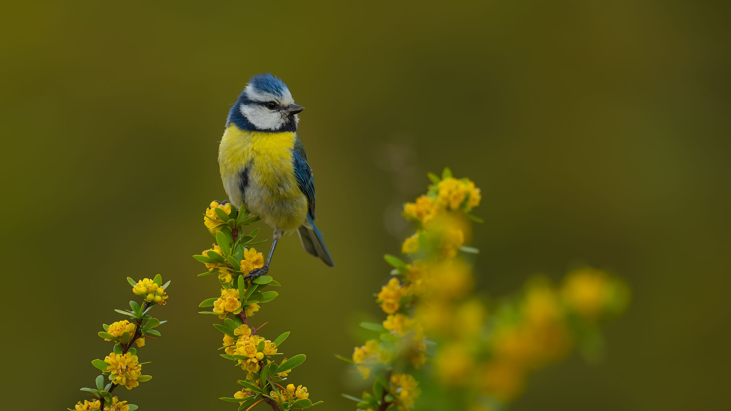 Eurasian Blue Tit » Cyanistes caeruleus