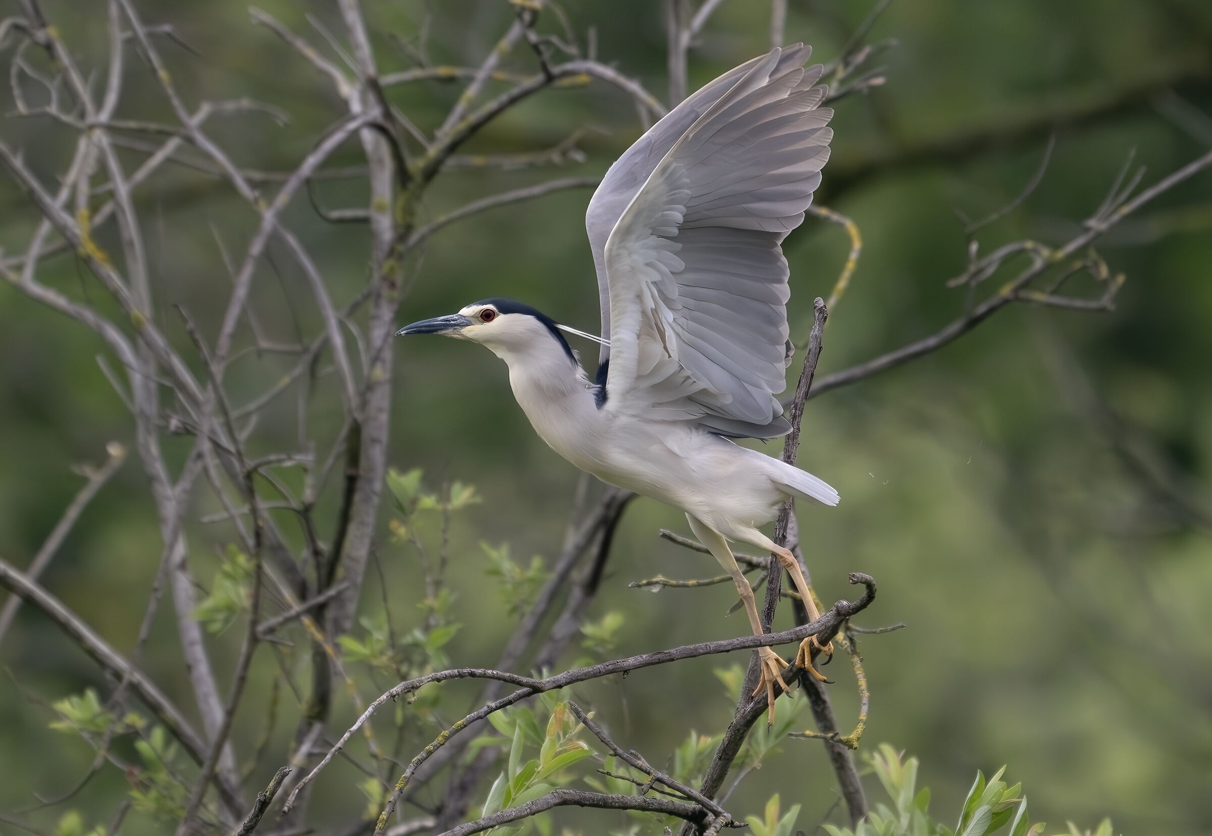 Night Heron
