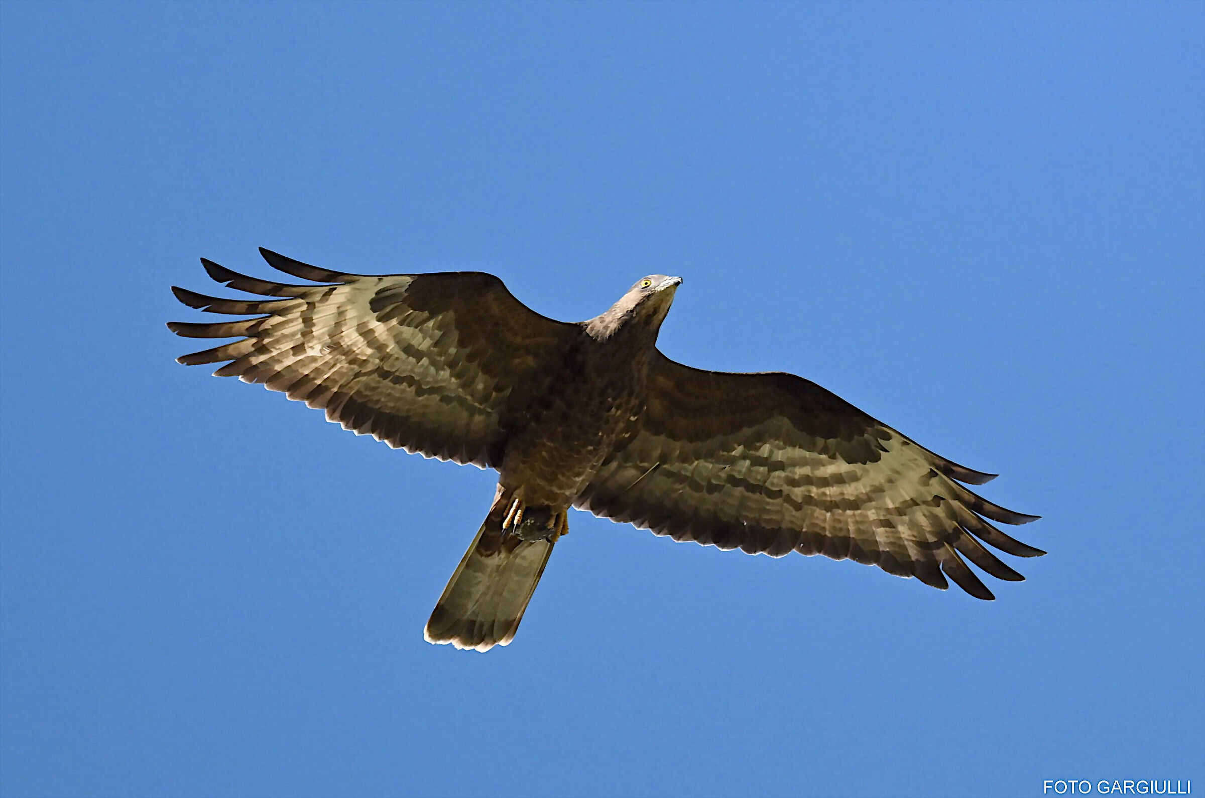 Honey buzzard with honeycomb in its claws
