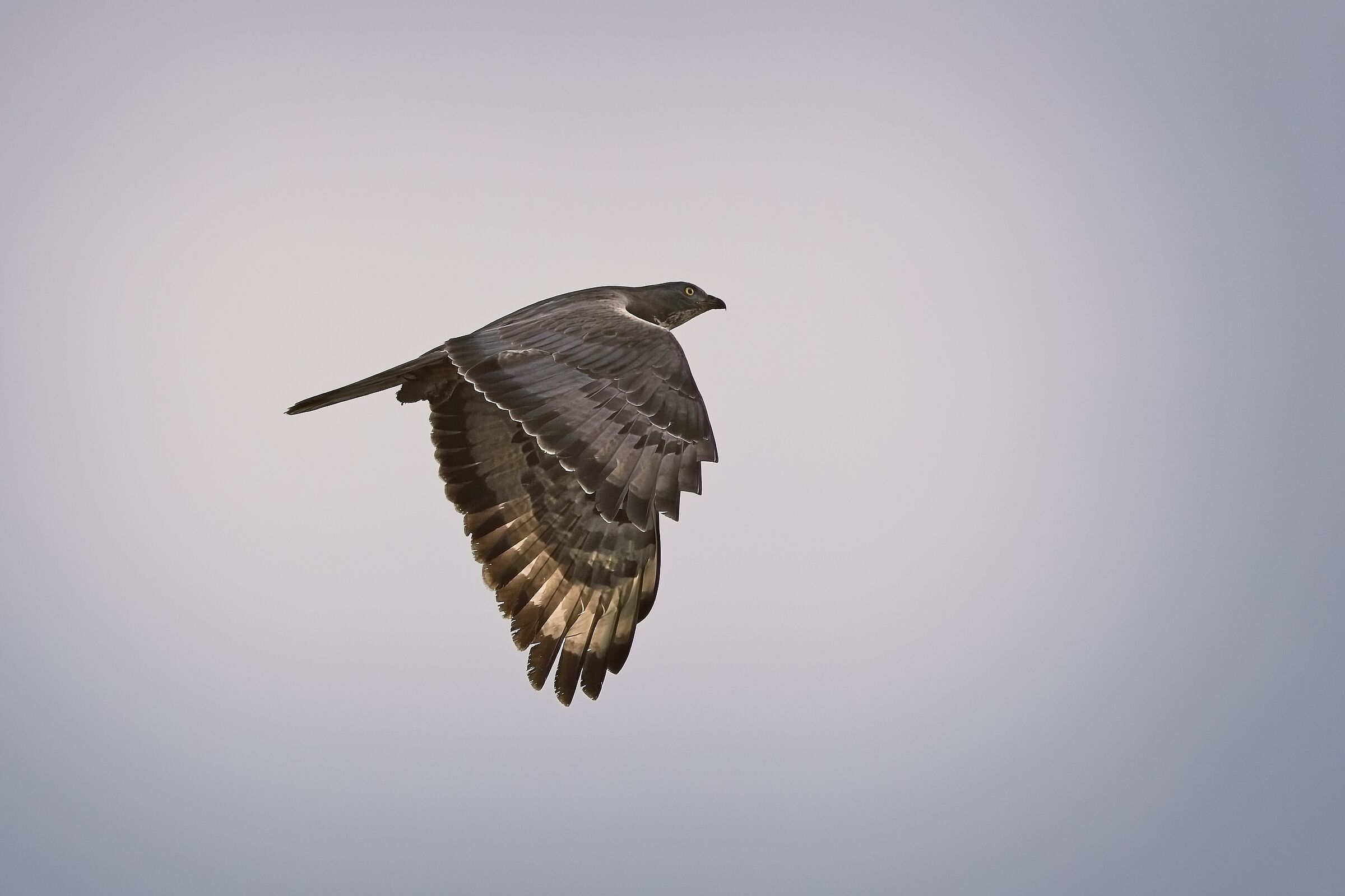 Honey buzzard