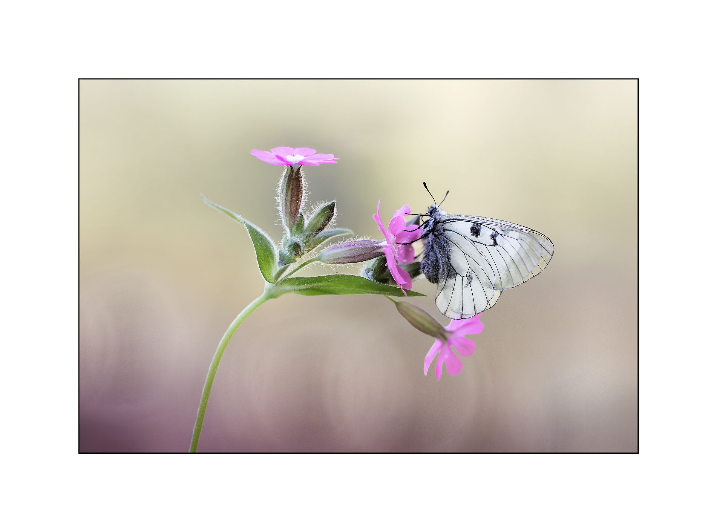 Parnassius mnemosybe