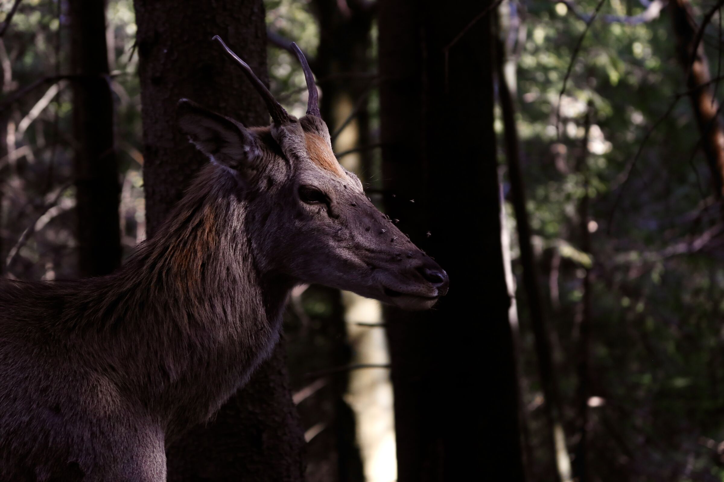Deer in Zakopane forest