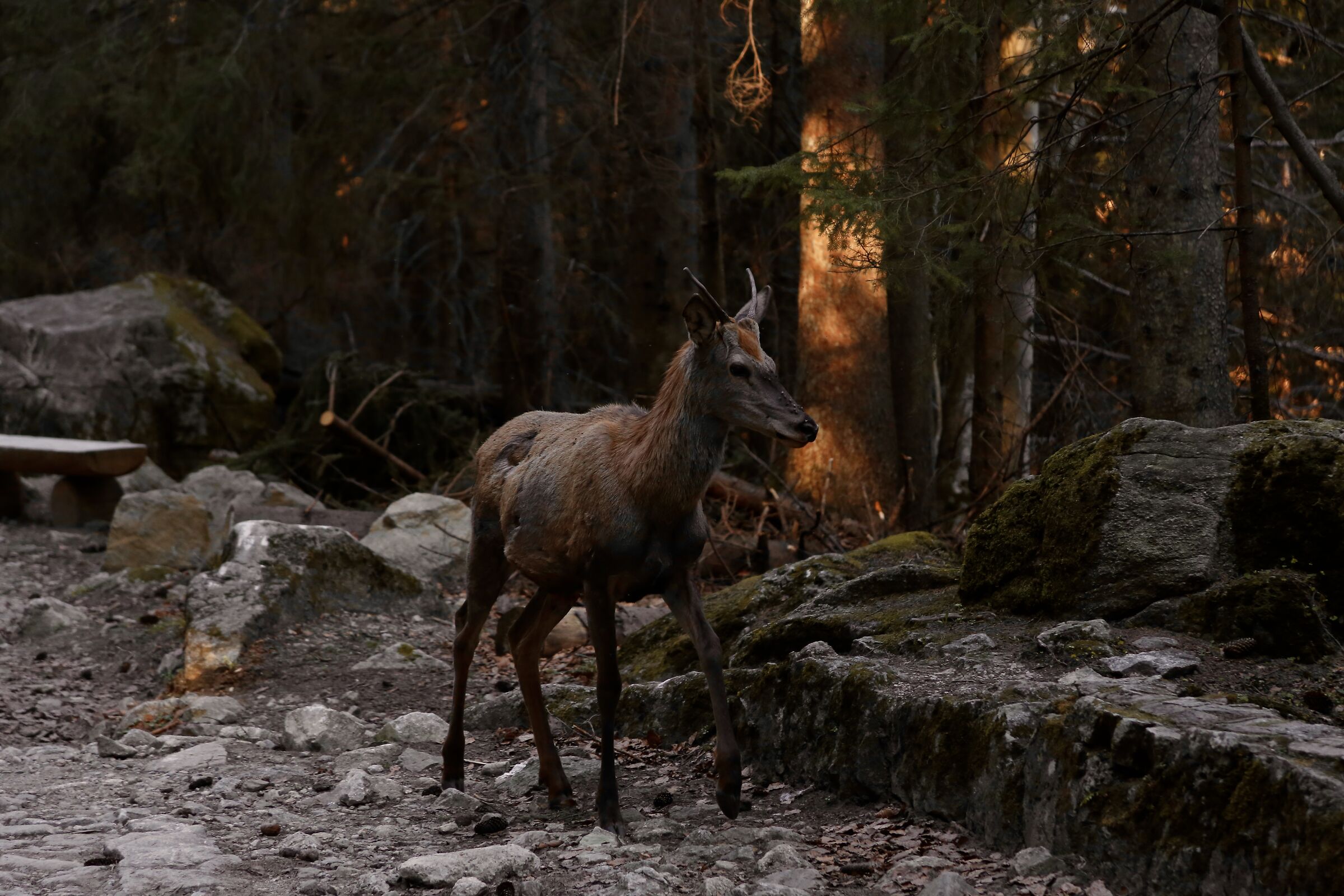 Deer in Zakopane forest
