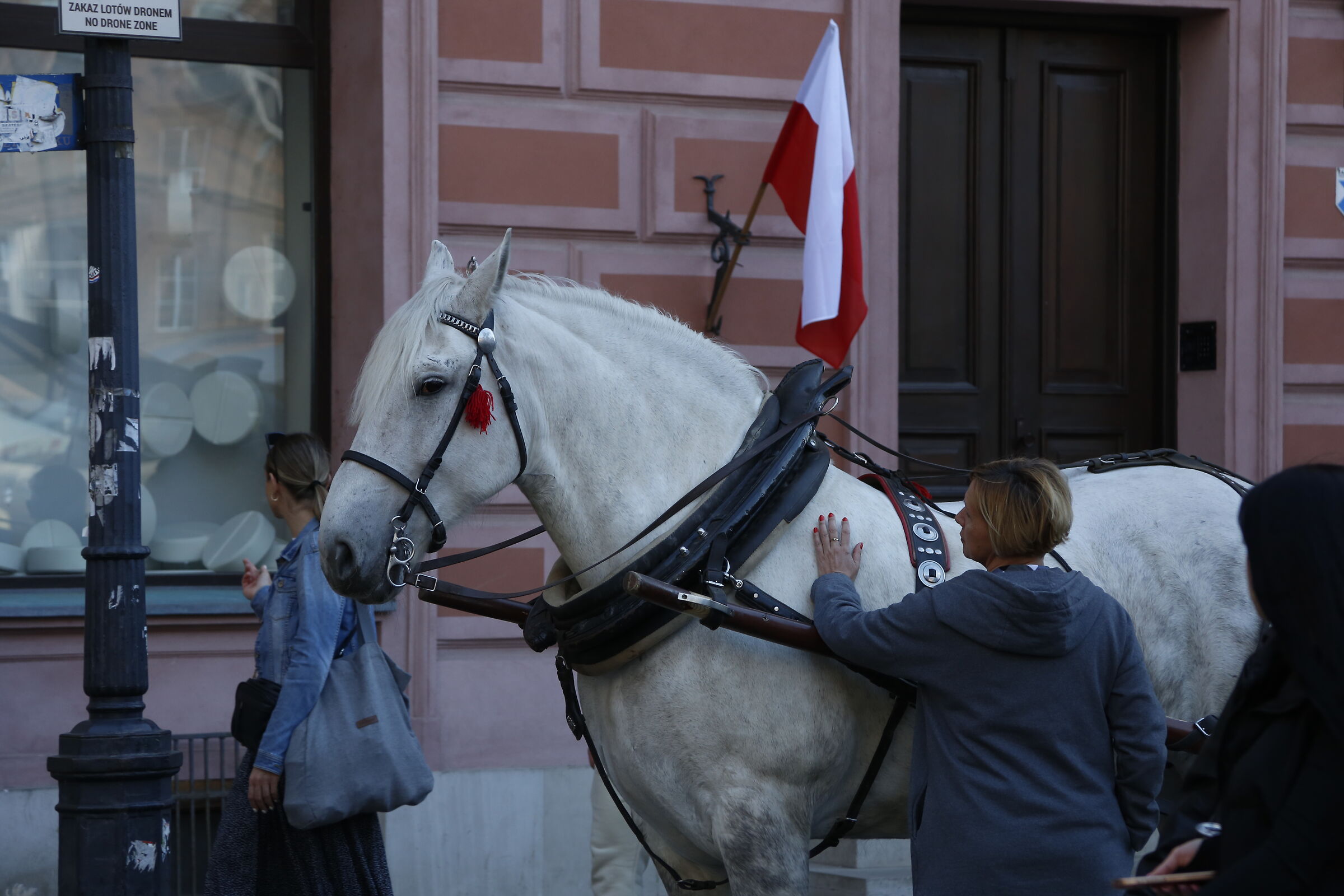 Horse in Warsaw