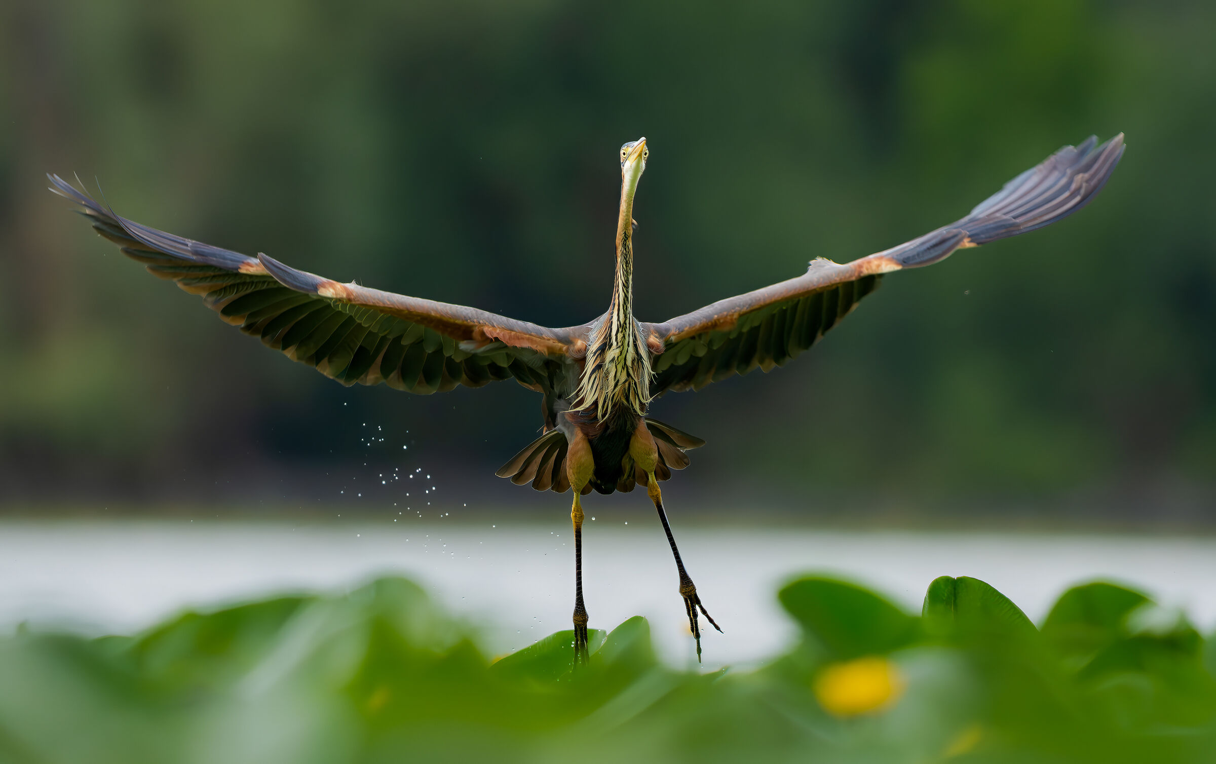 Purple Heron Landing