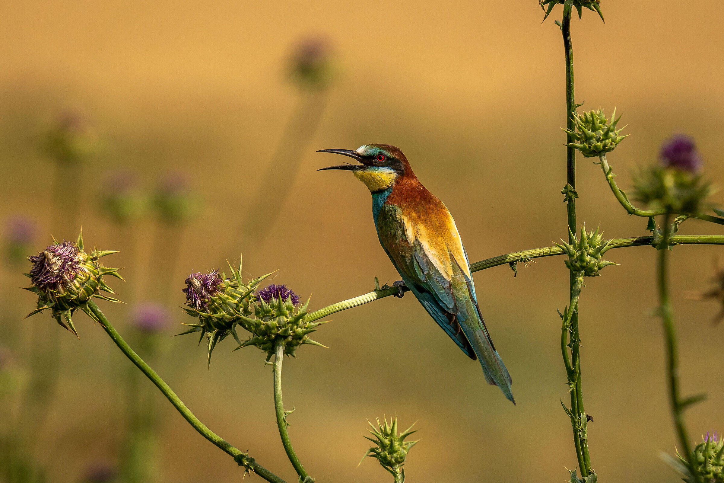 bee-eater