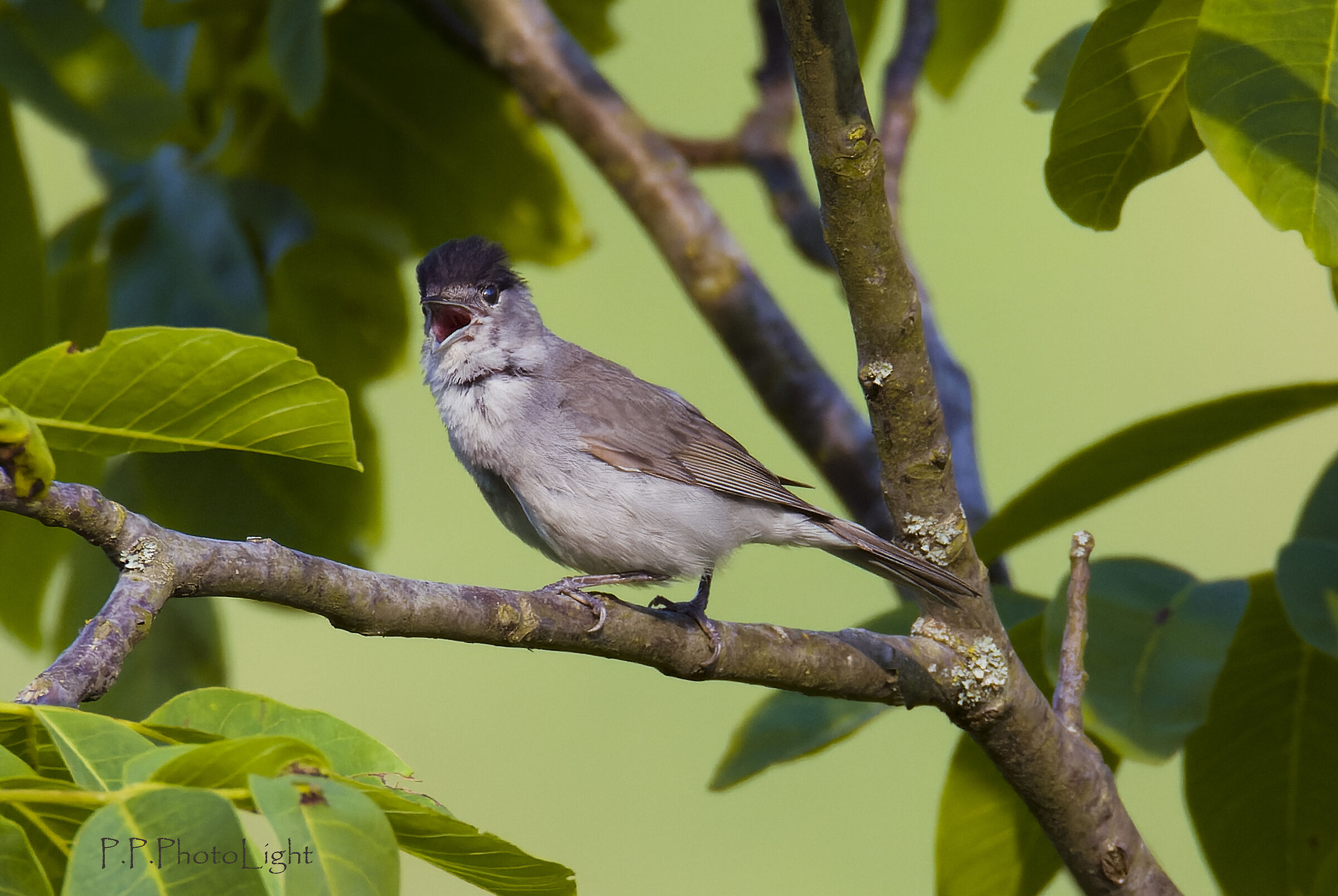 Blackcap singing