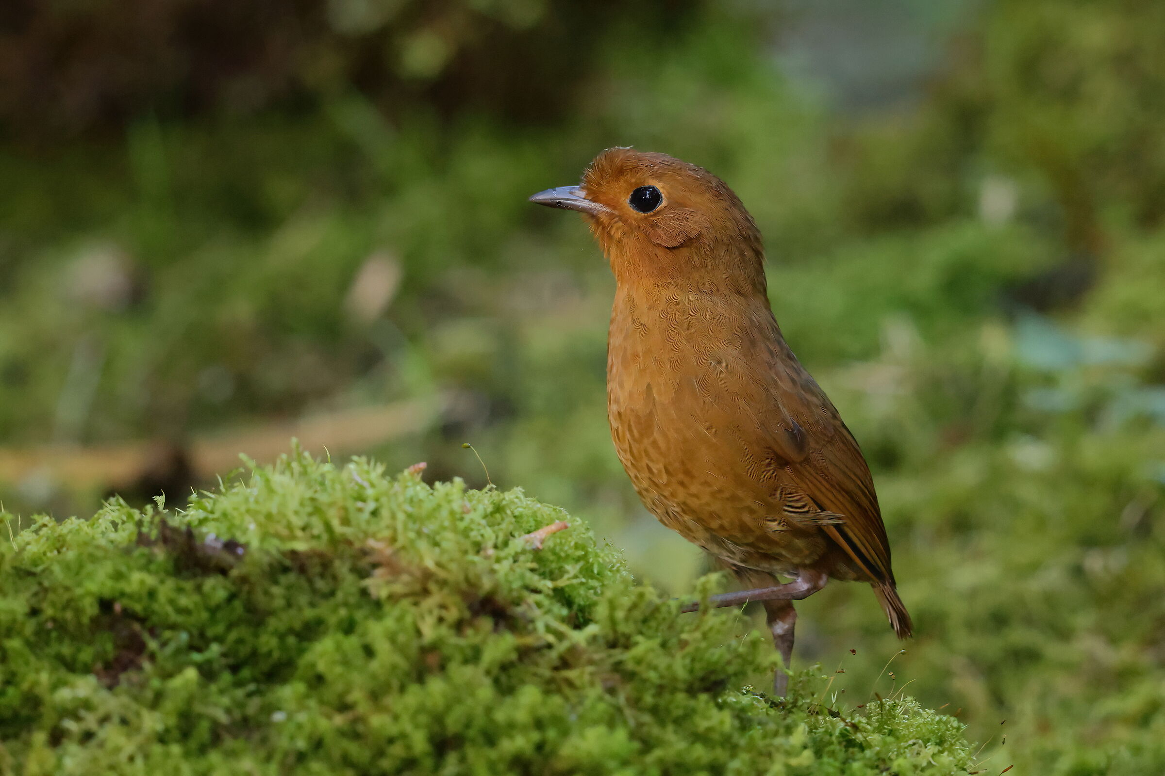 Pitta formichiera equatoriale