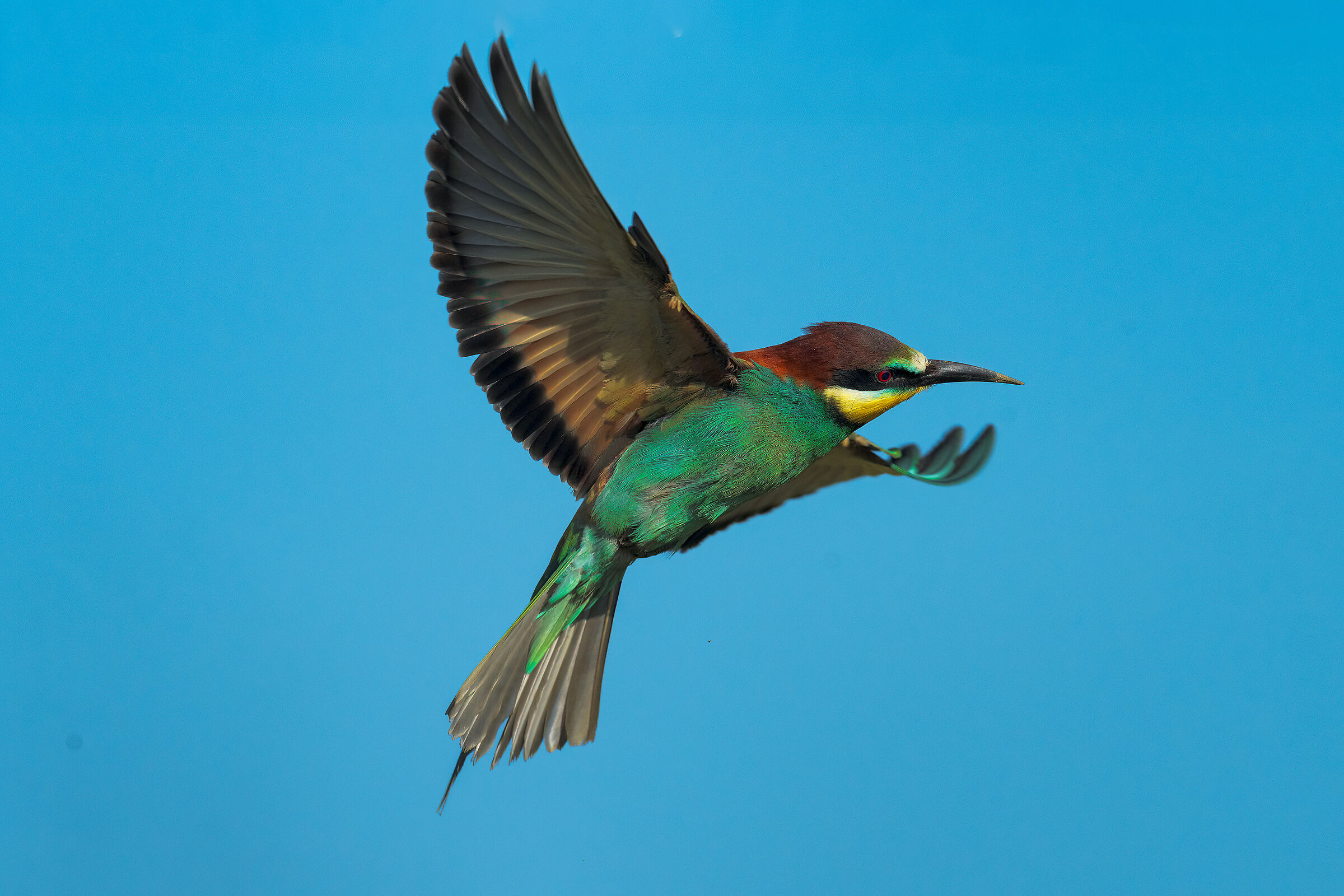 bee-eater