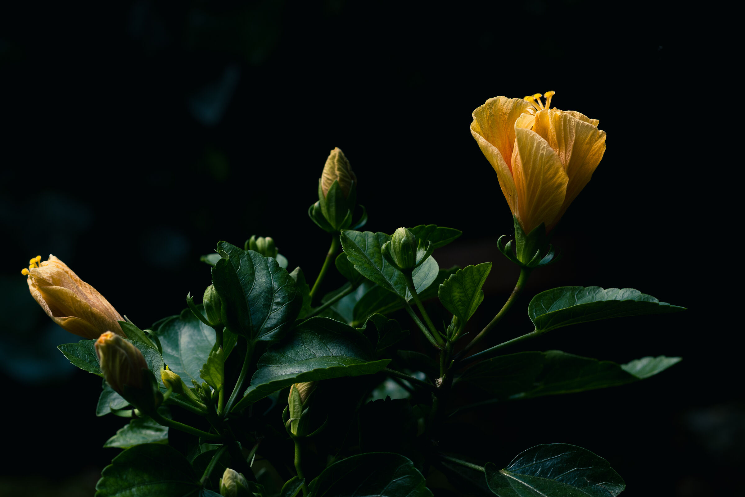 Hibiscus