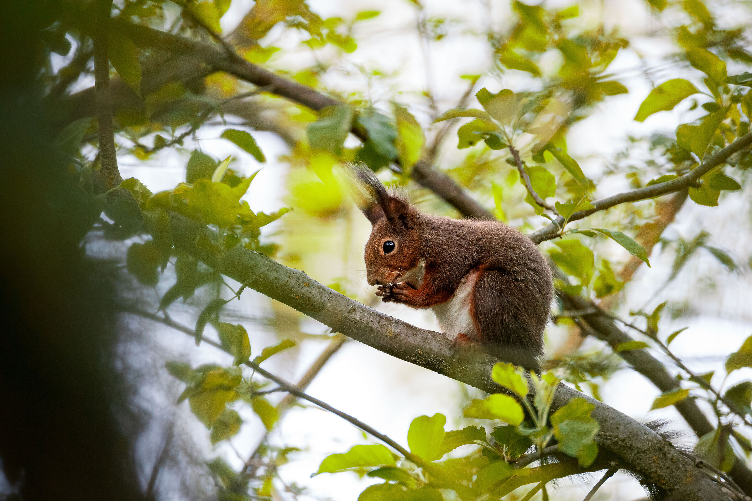 Squirrel