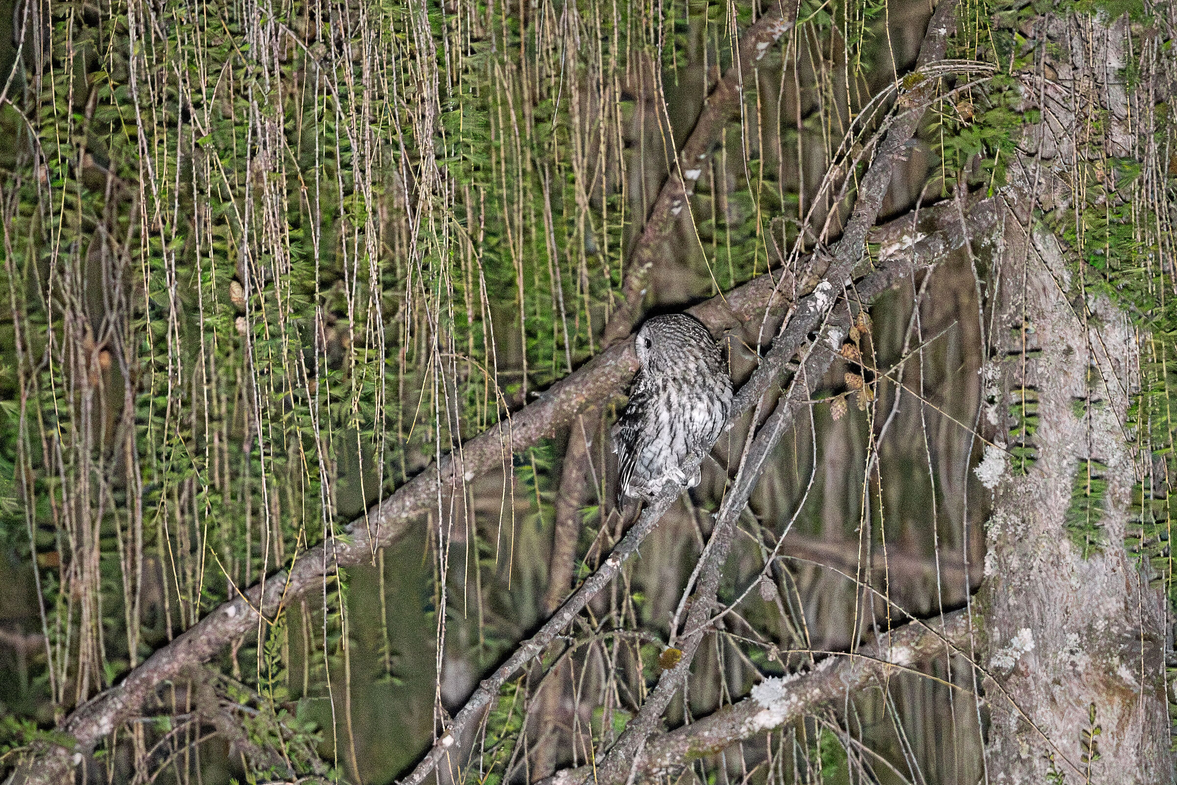 Tawny Owl