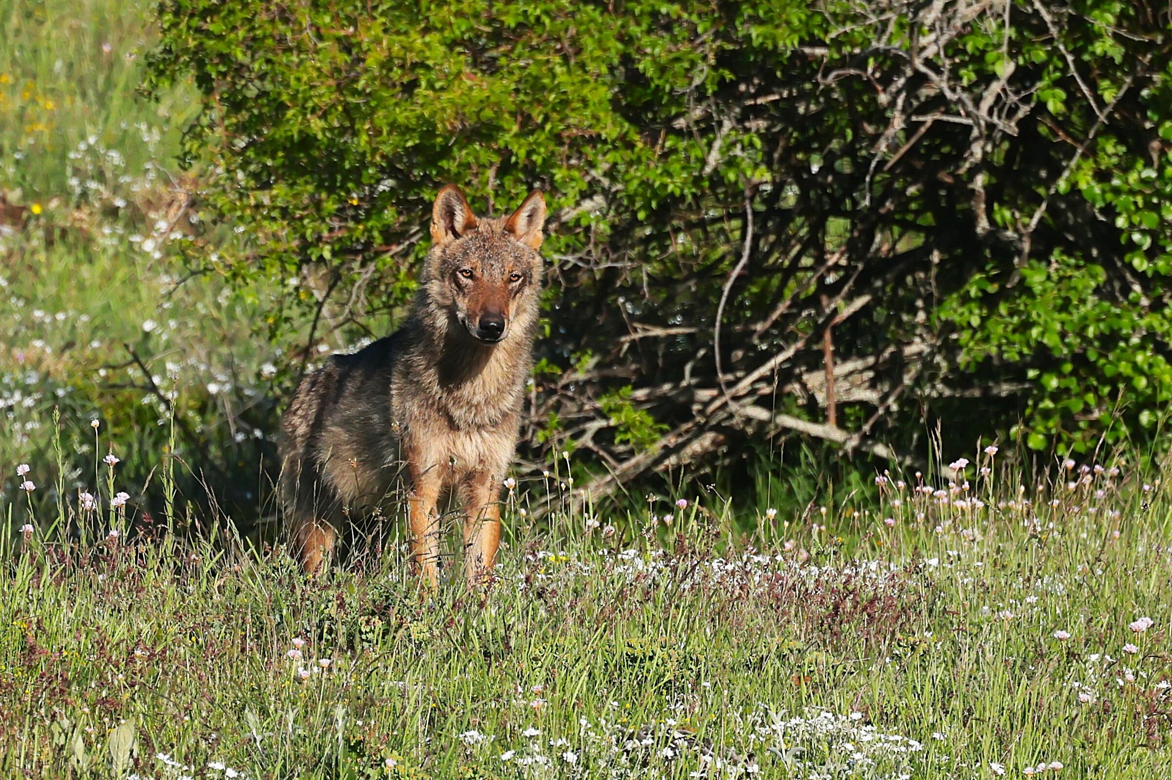 Lupo del Pnalm